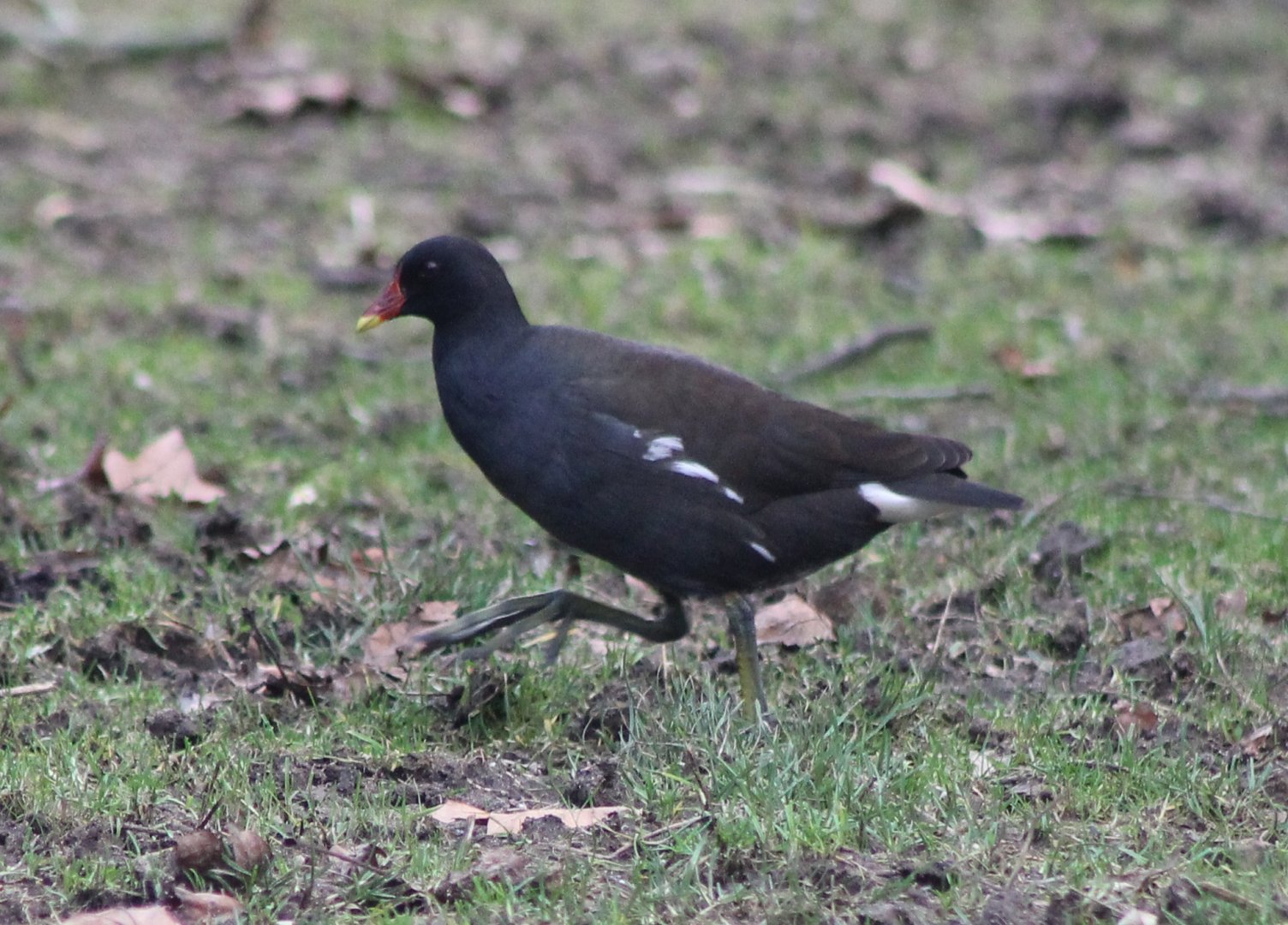 IMG_0992 European Moorhen