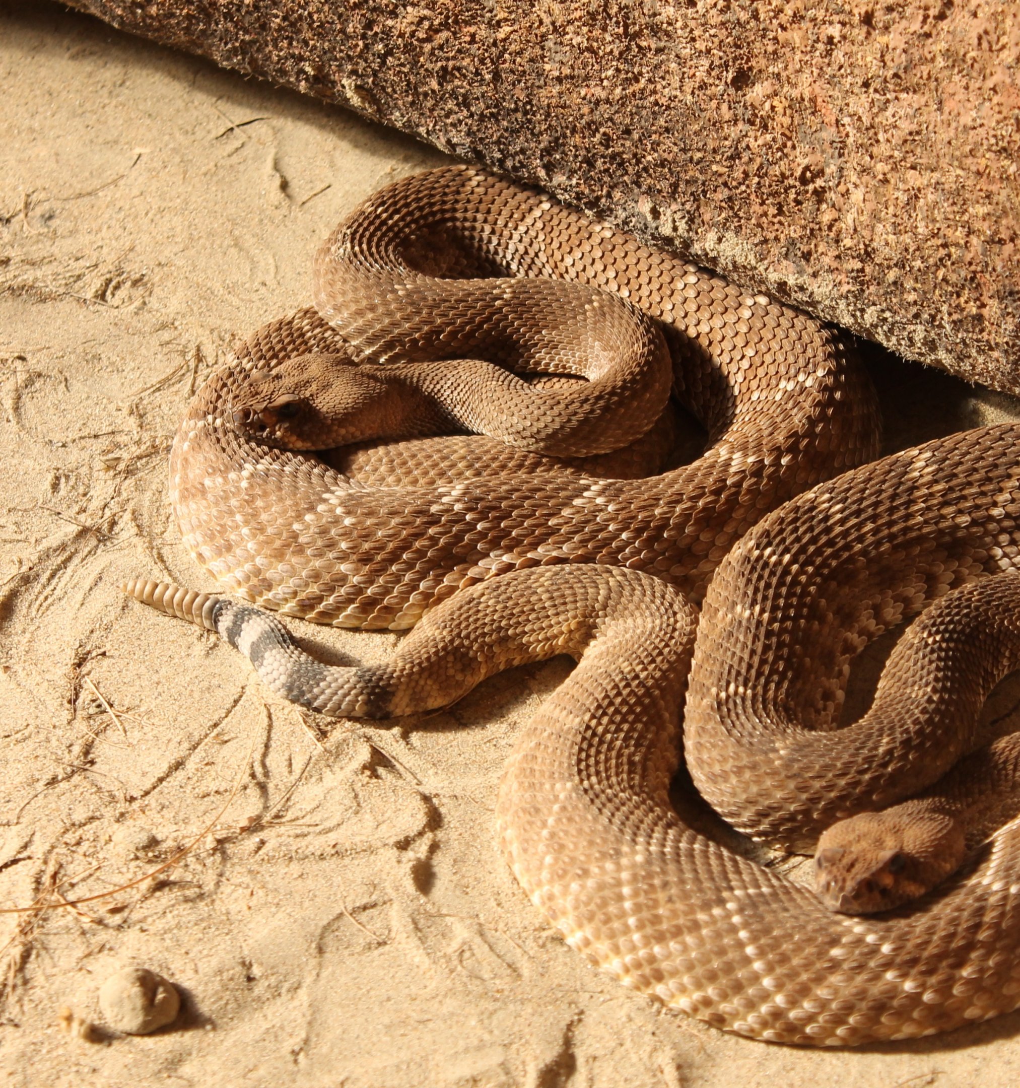 IMG_1073 Crotalus Ruber