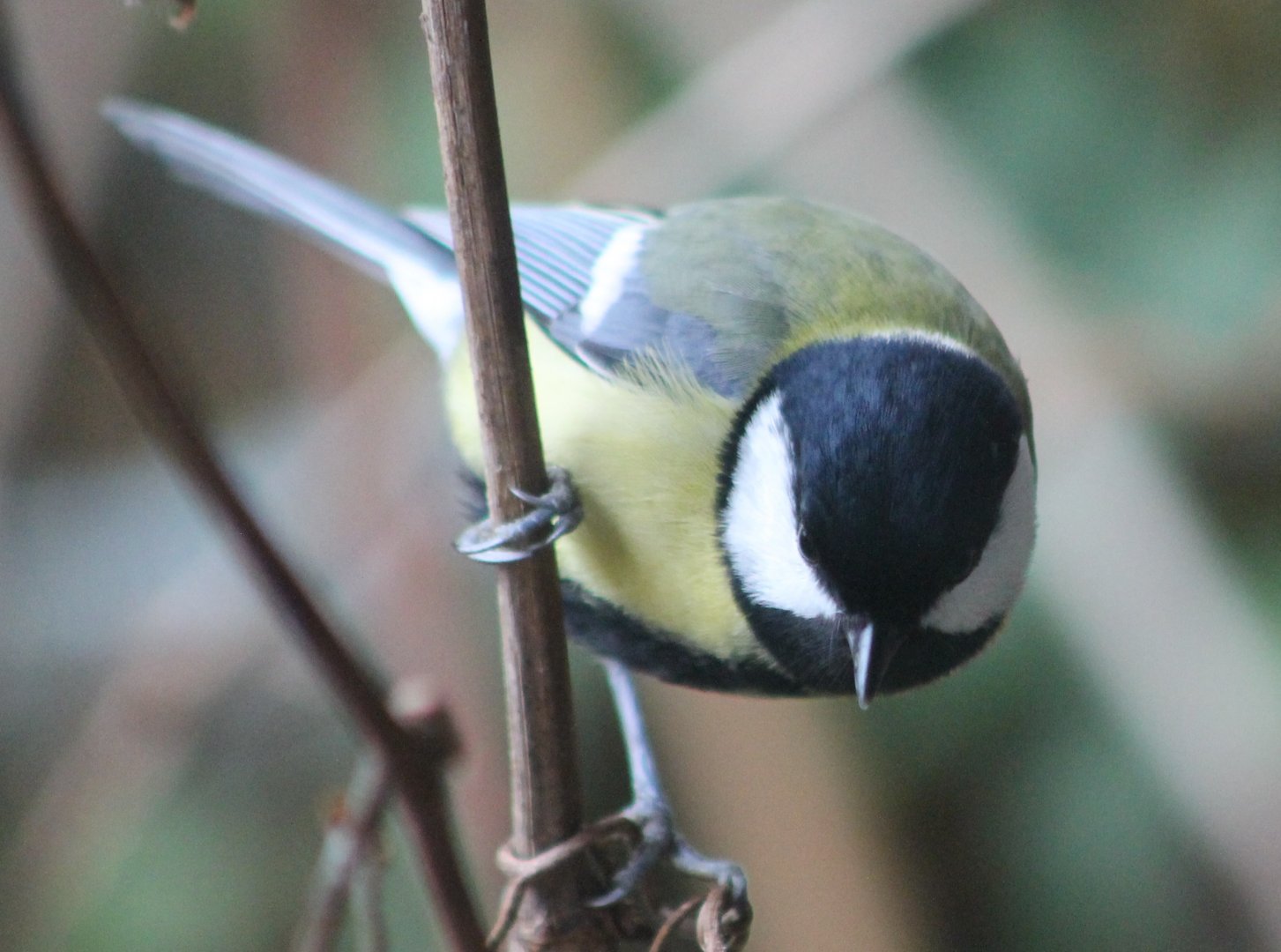 IMG_1124 Great Tit
