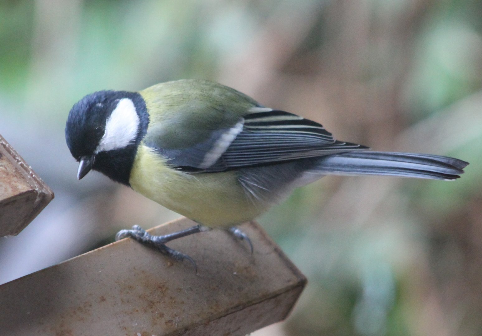 IMG_1128 Great Tit