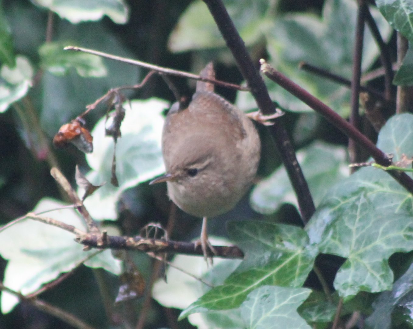 IMG_1132 European Wren