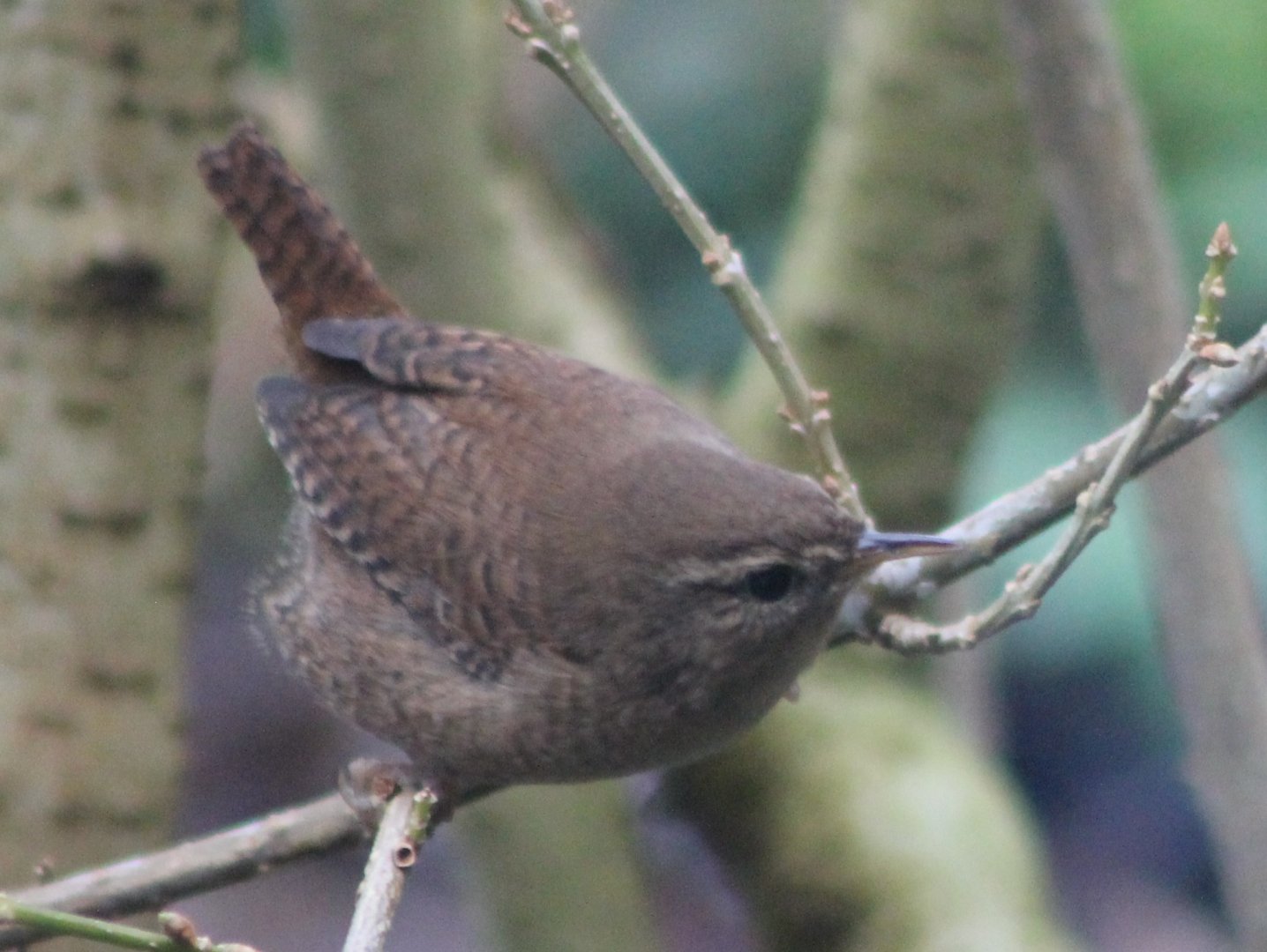 IMG_1135 European Wren