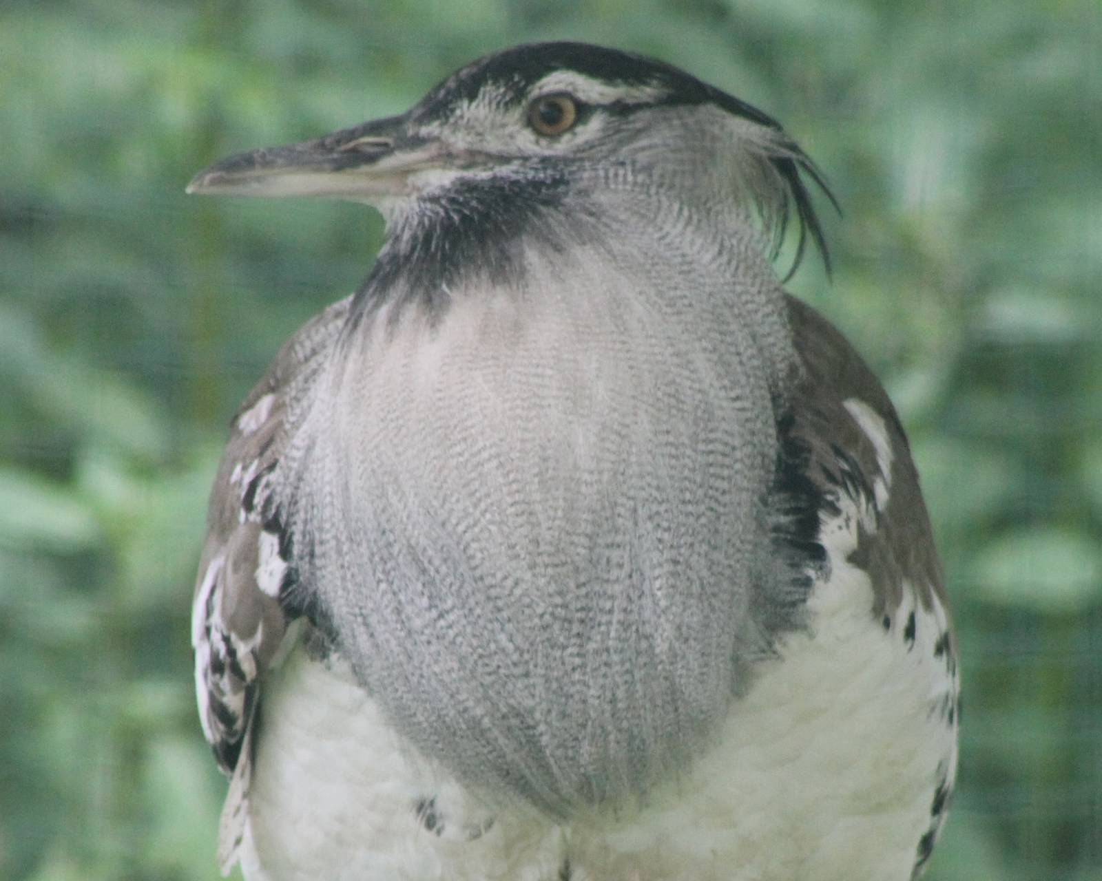 IMG_1188_Kori_bustard