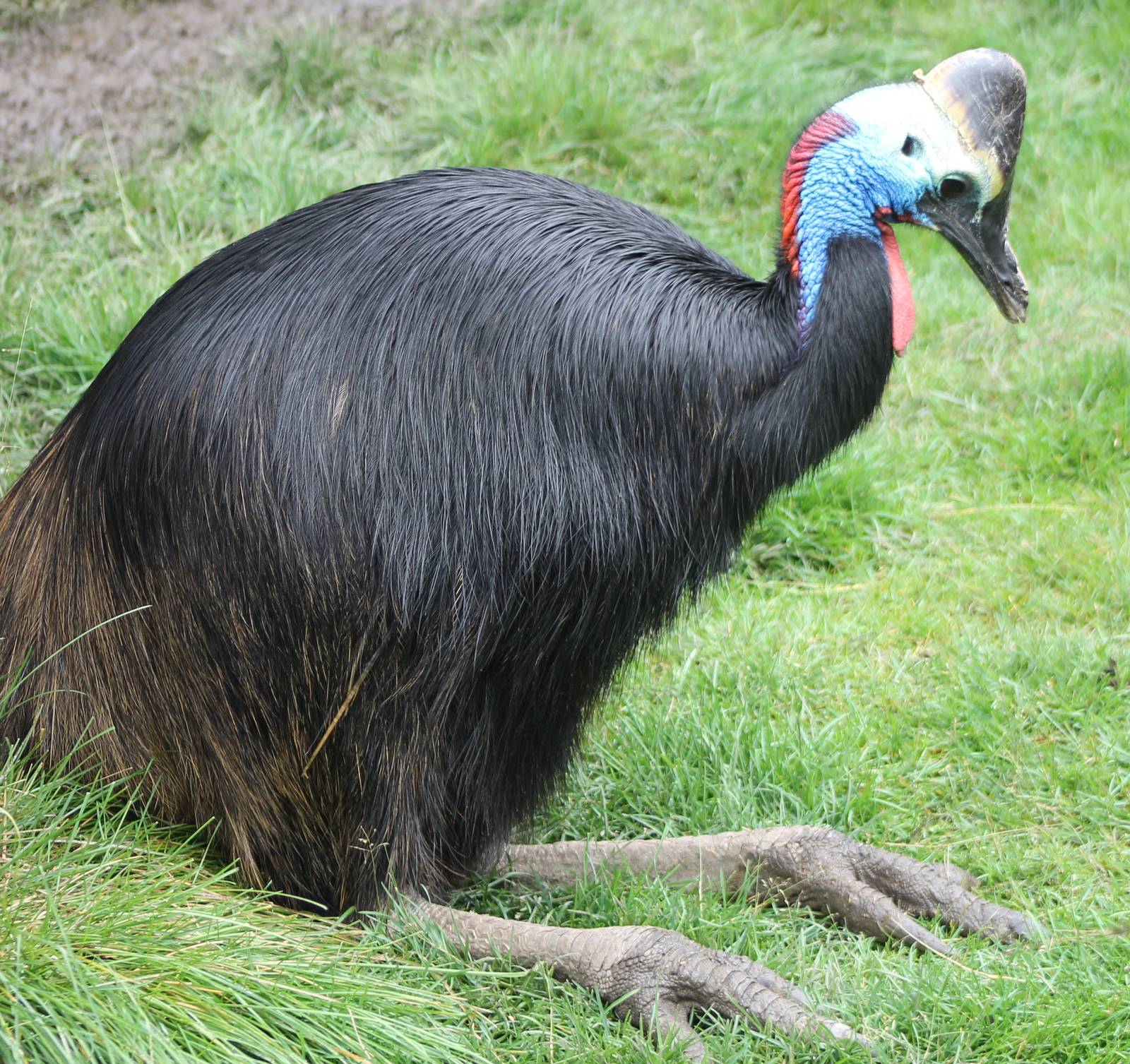 IMG_1200_Cassowary