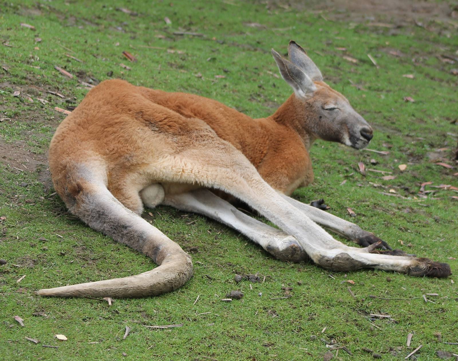 IMG_1203_Red_giant_kangaroo