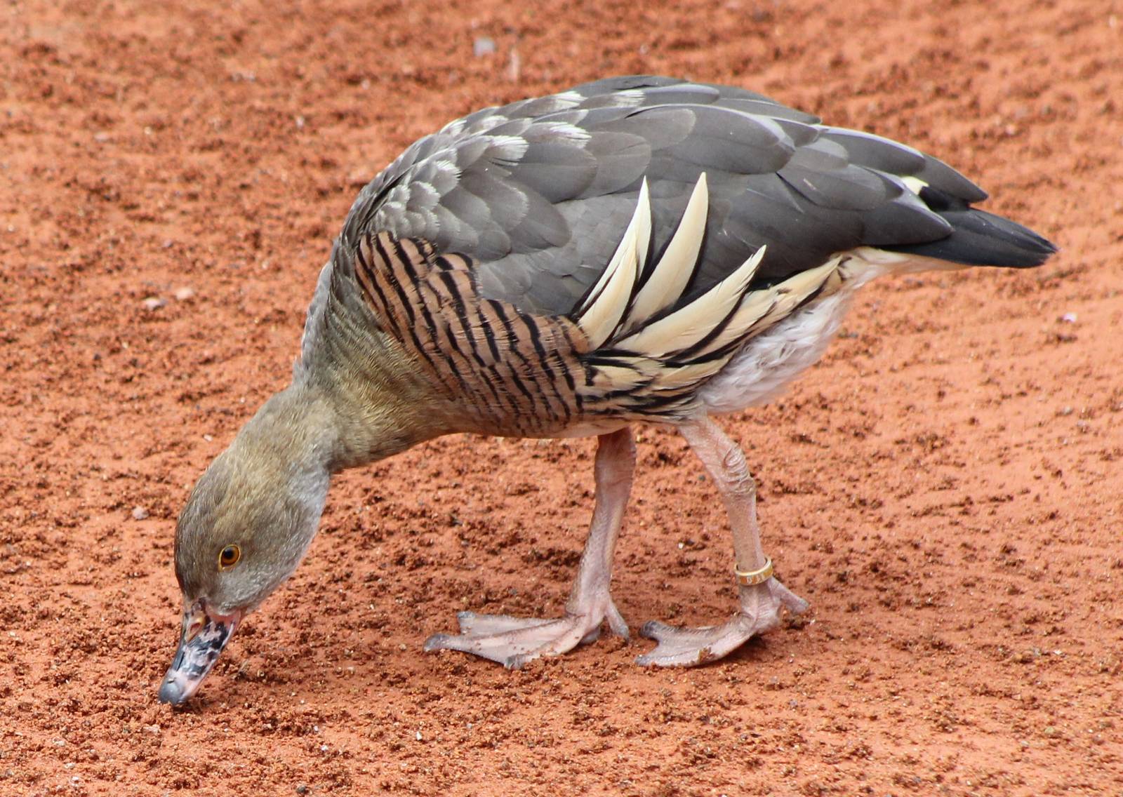 IMG_1232_whistling_duck