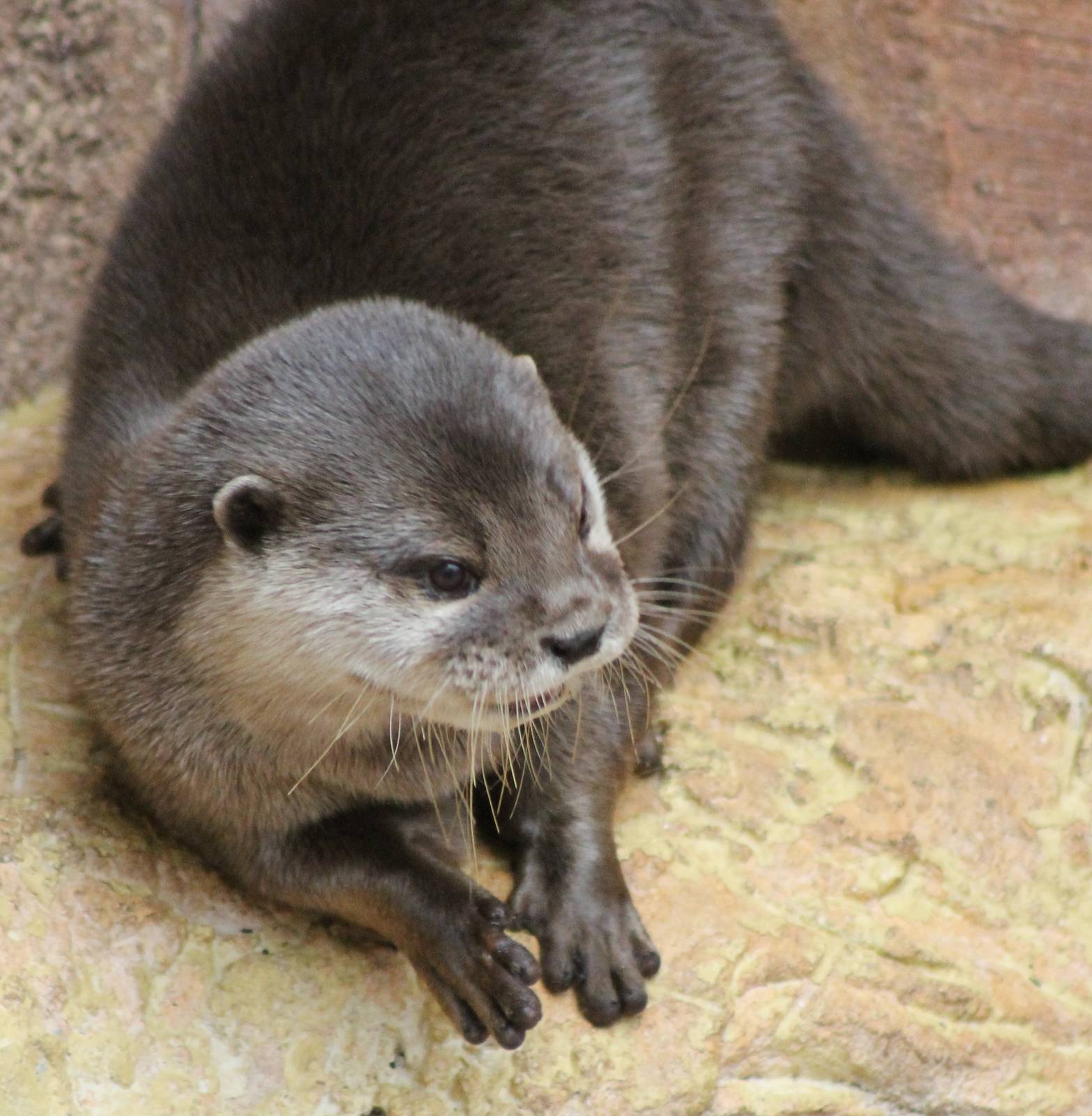 IMG_1280_oriental_small_clawed_otter