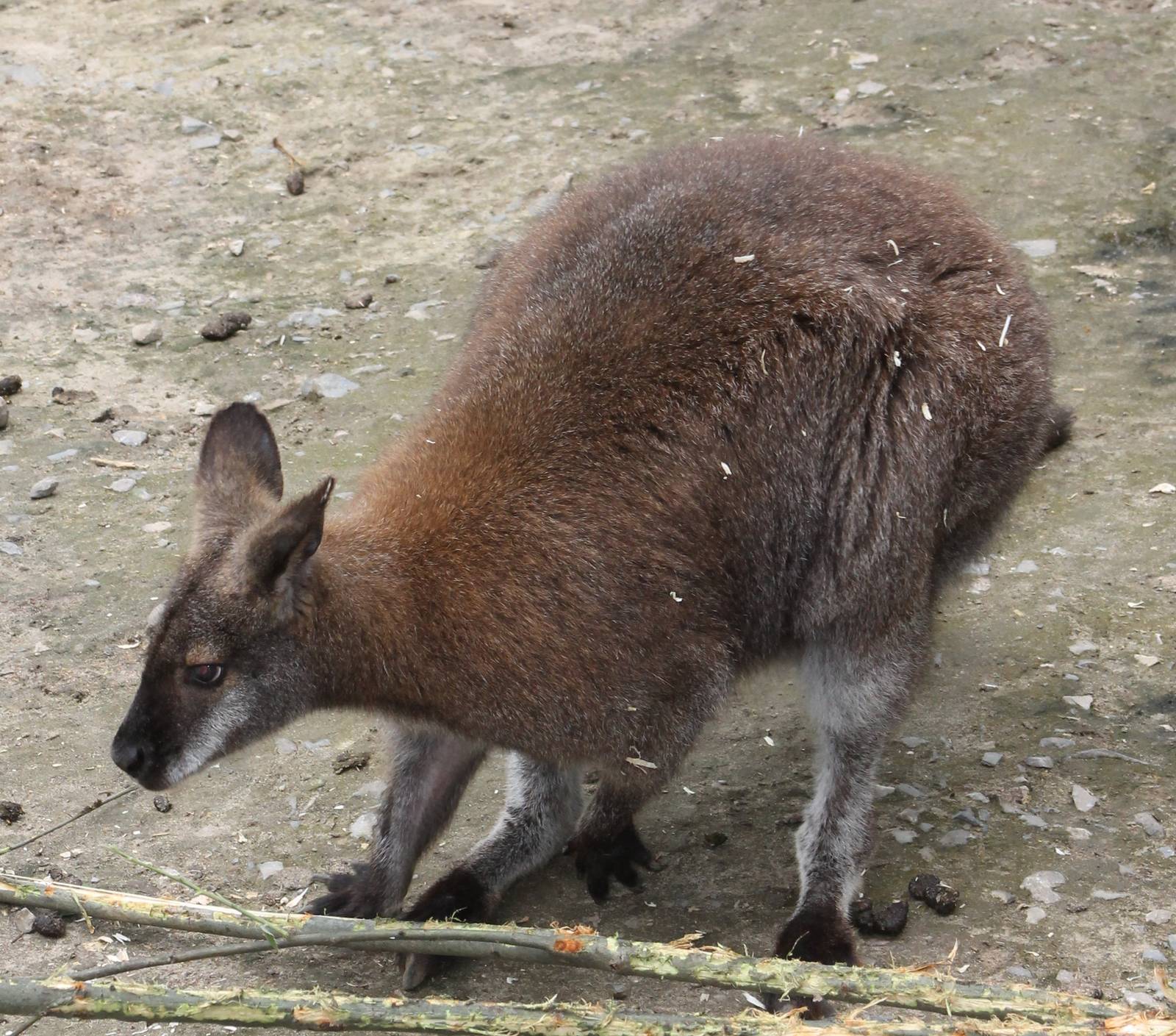 IMG_2095_rednecked_wallaby_subspecies