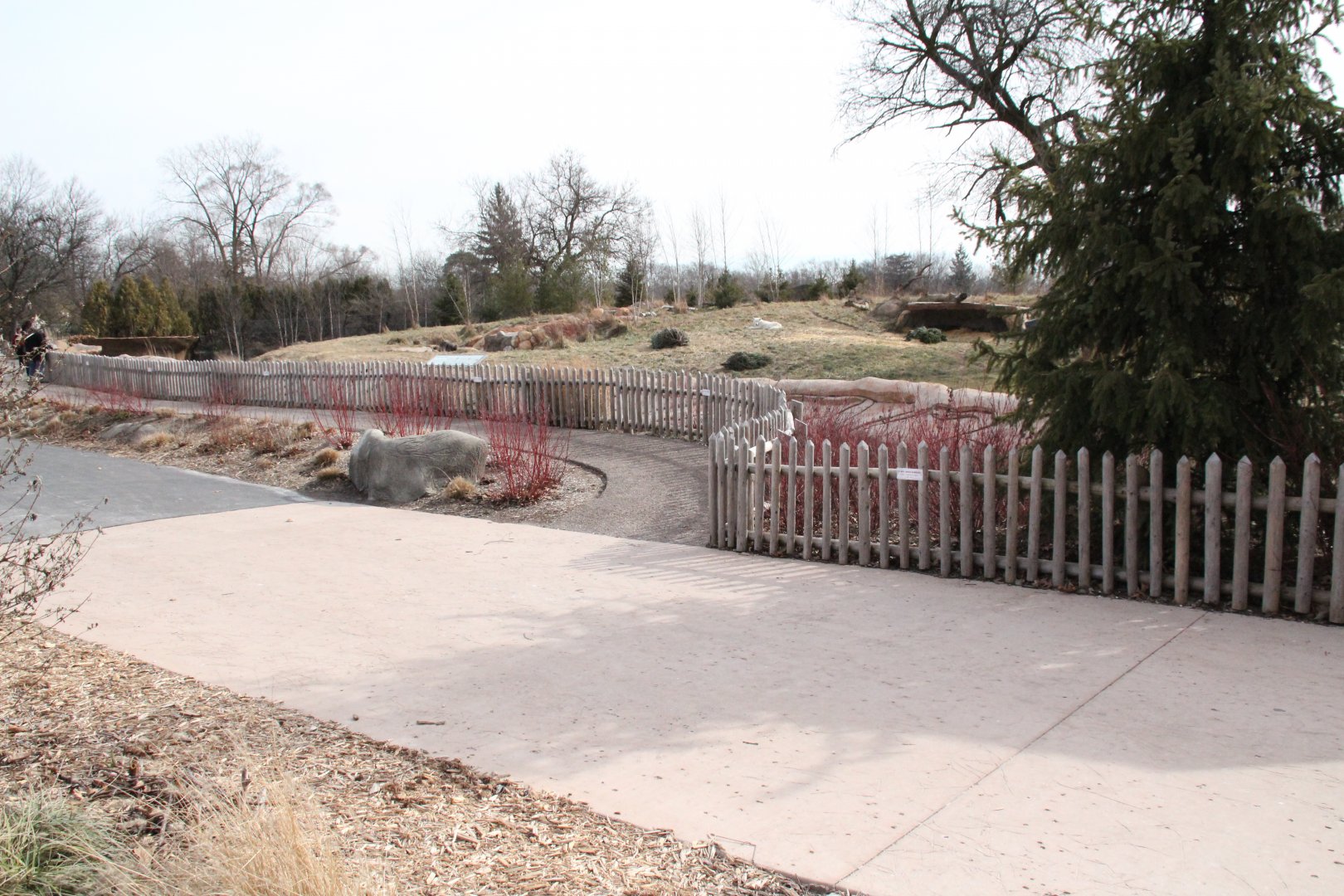 IMG_2445Detroit Zoo - Cotton Family Wolf Wilderness - Gray Wolves
