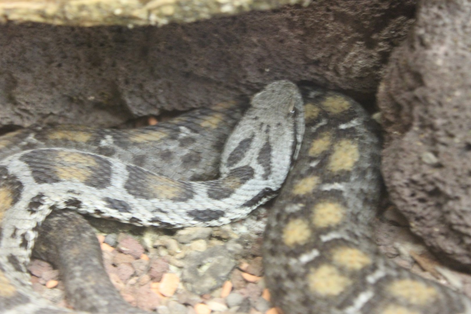 IMG_2725 Wagners Mountain Viper