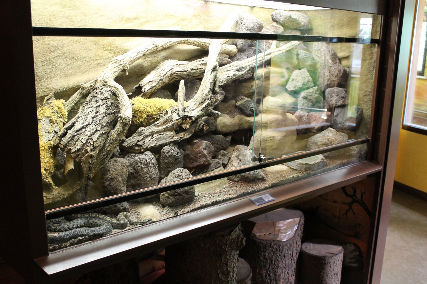 IMG_2727 Enclosure Wagners Mountain Viper