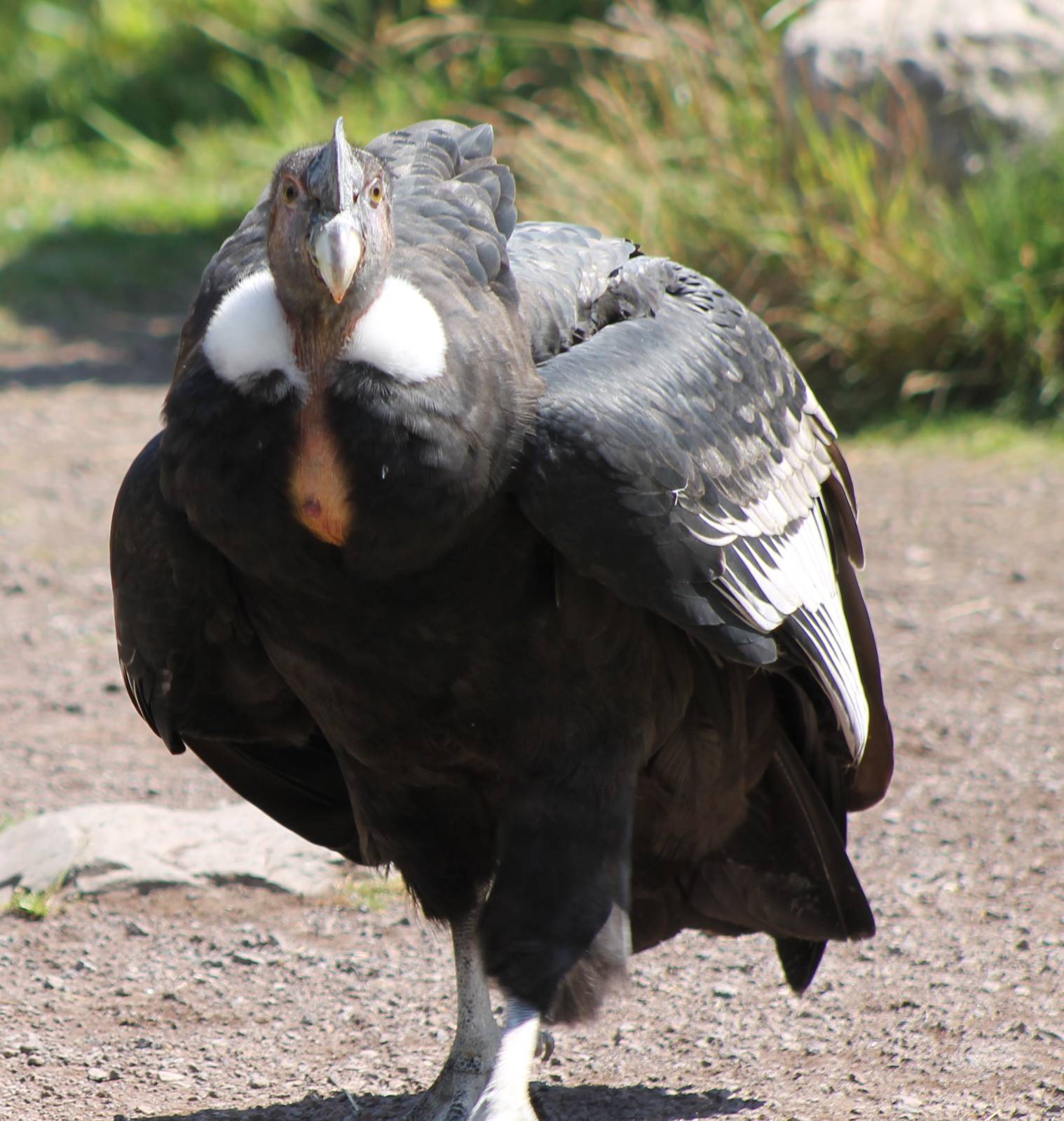 IMG_3223_Andean_condor