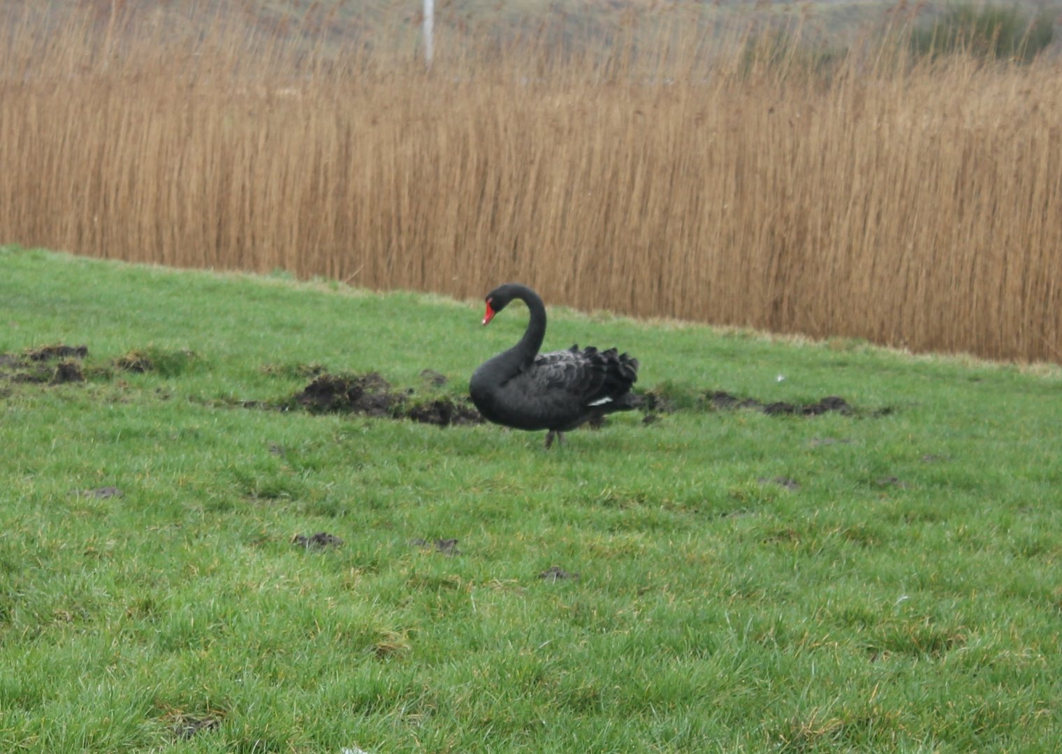 IMG_3635 Black Swan