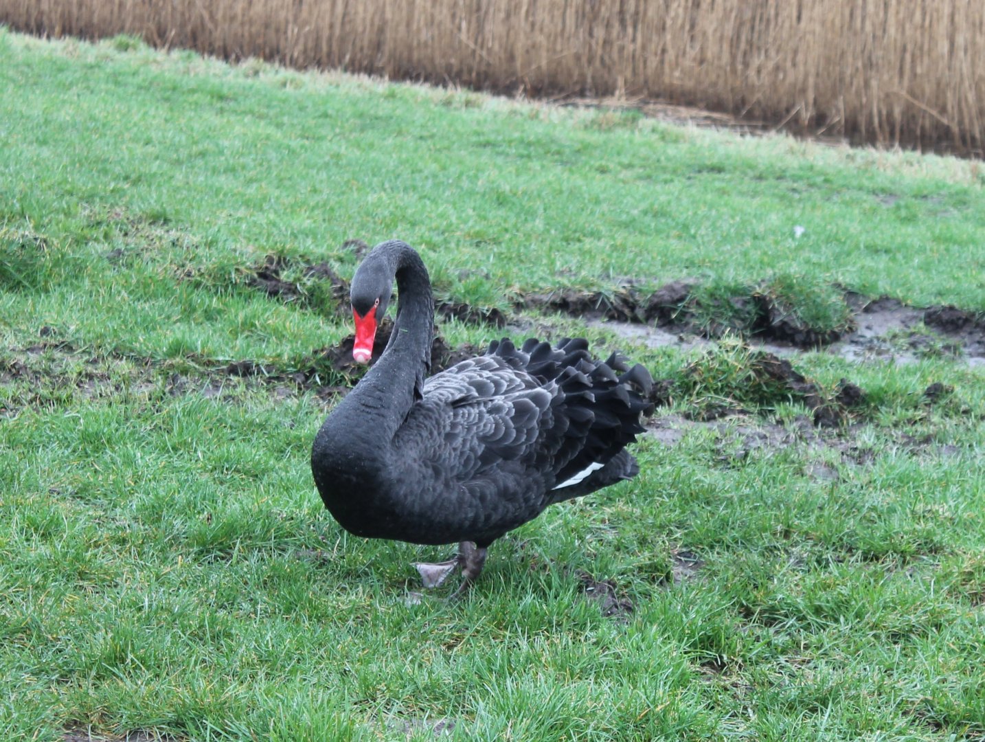 IMG_3645 Black Swan