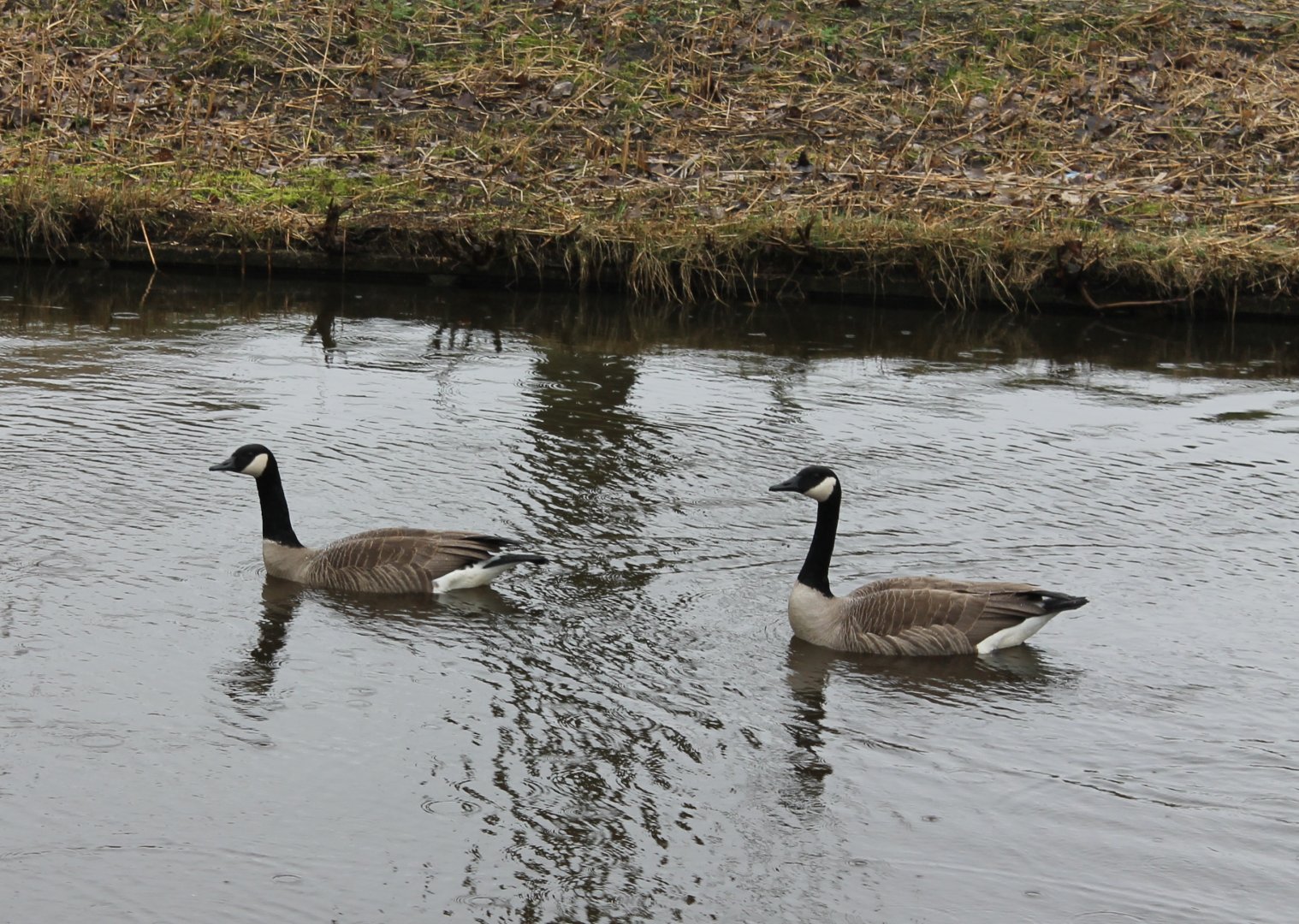 IMG_3651 Canada Geese