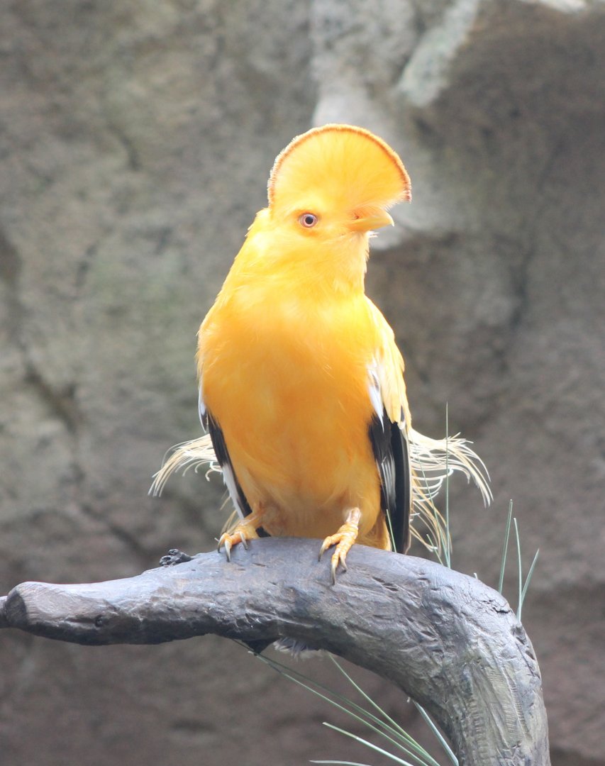 IMG_3727 Guianan cock-of-the-rock male