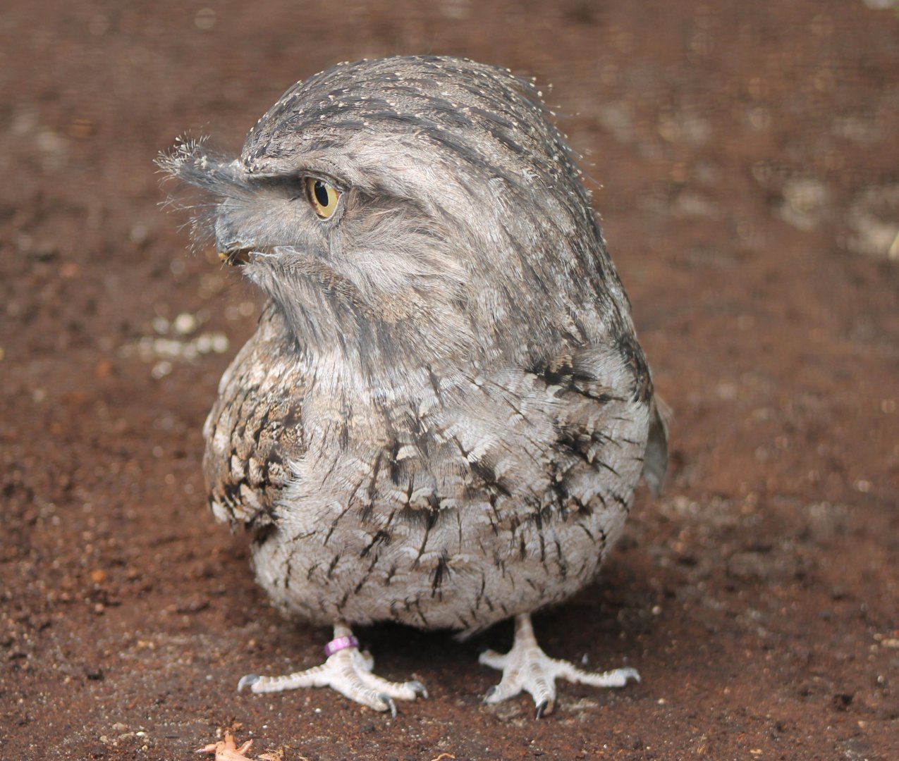 IMG_3738 Tawny frogmouth