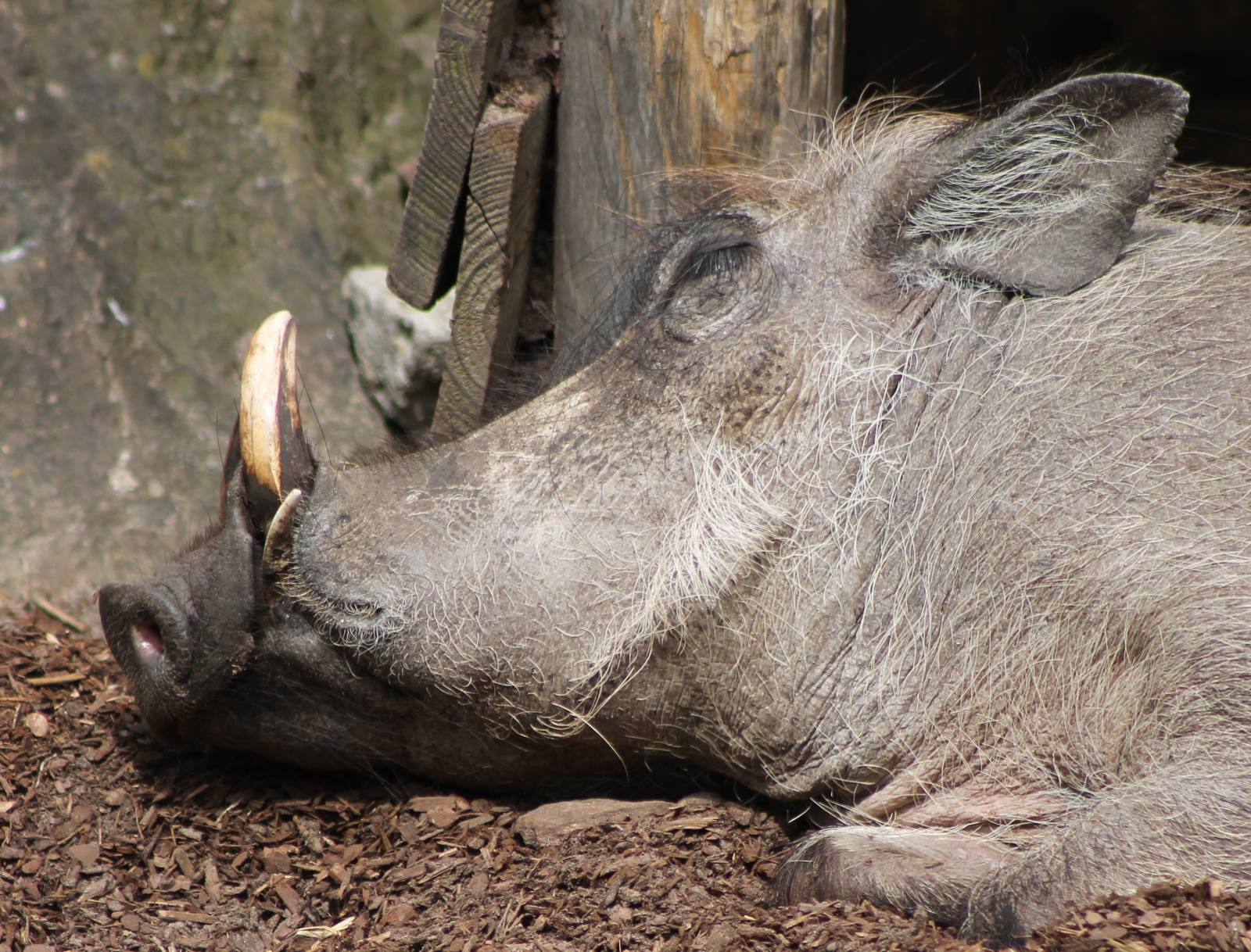 IMG_4594_wart_hog