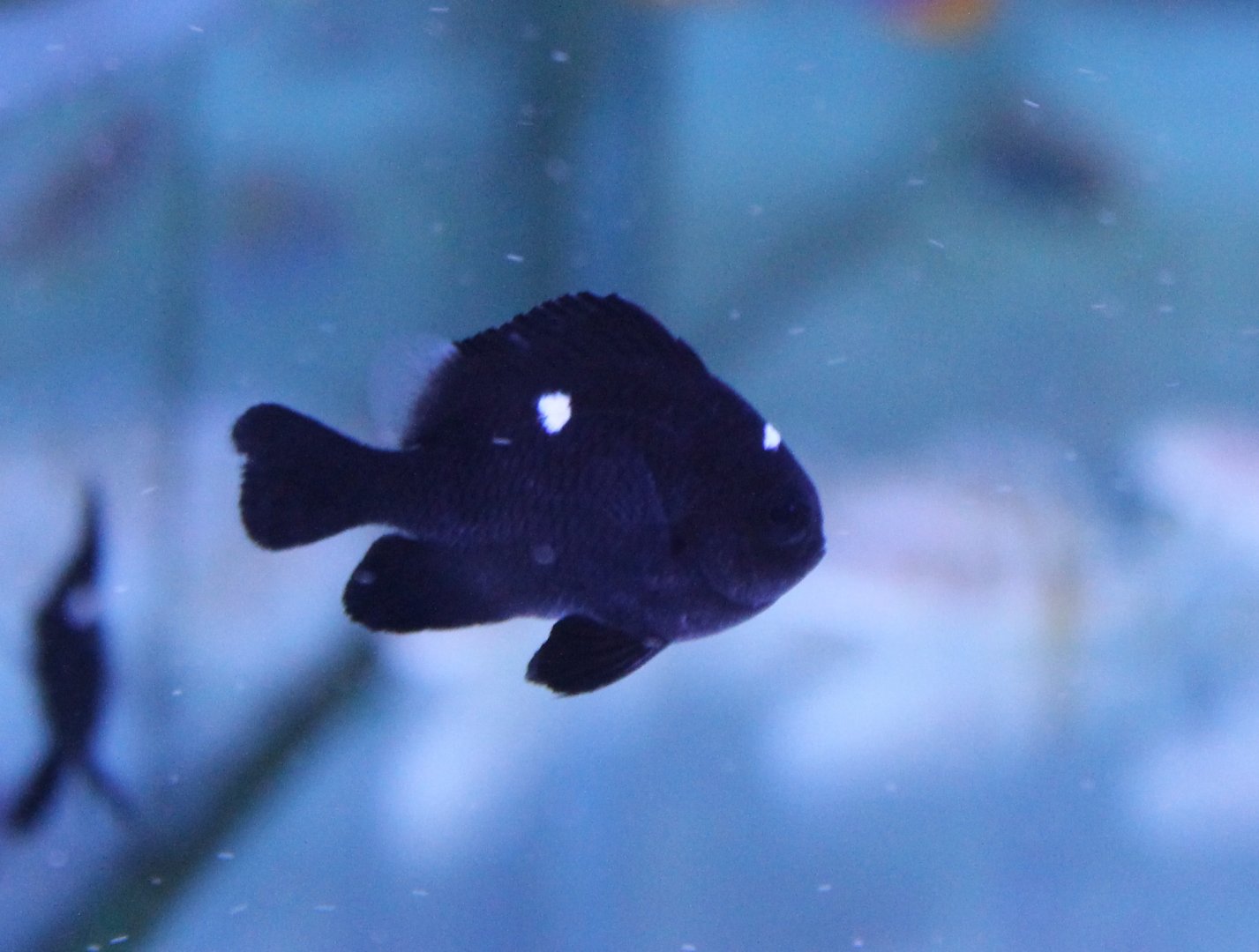 IMG_4787 Dascyllus Trimaculatus