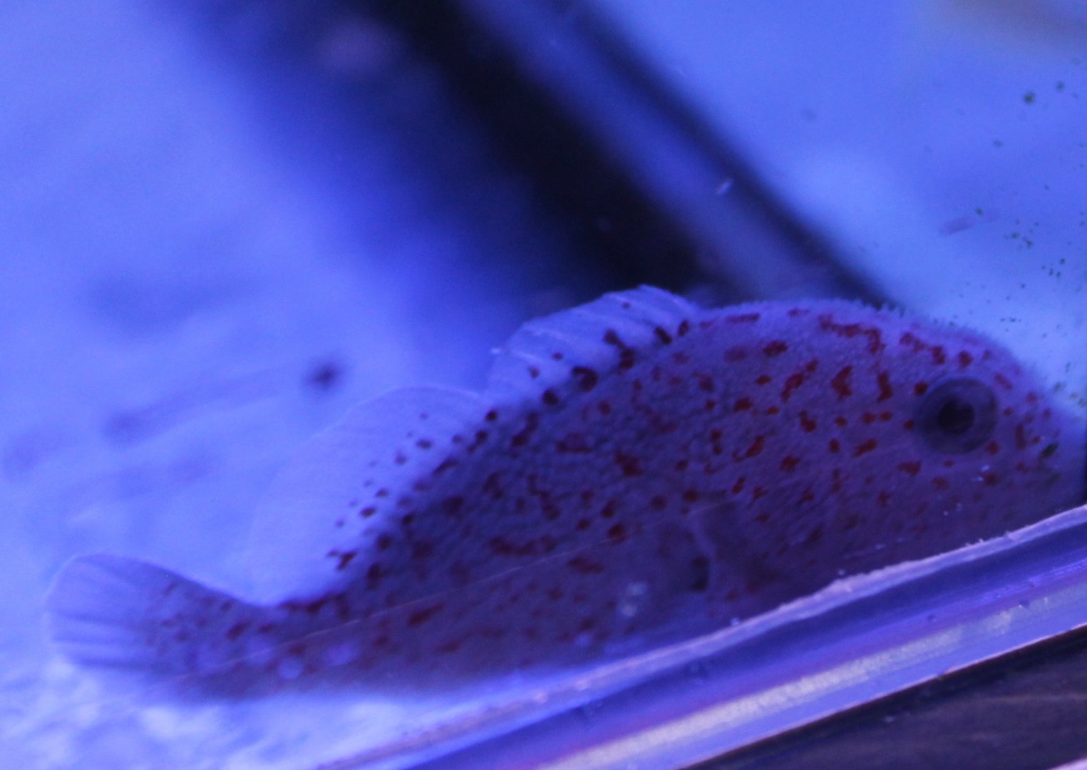 IMG_4806  Caracanthus Madagascariensis