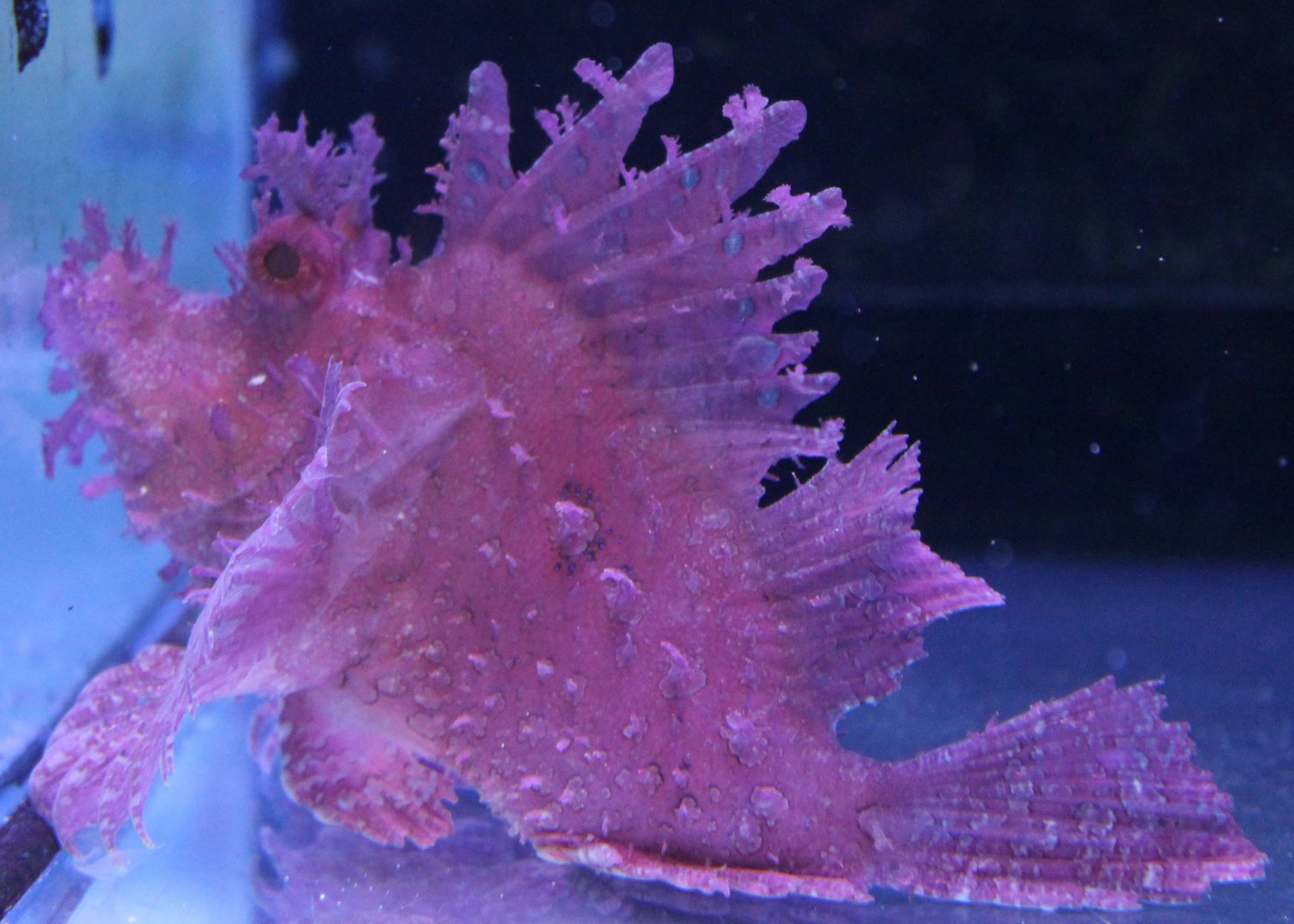 IMG_4817 Rhinopias Eschmeyeri