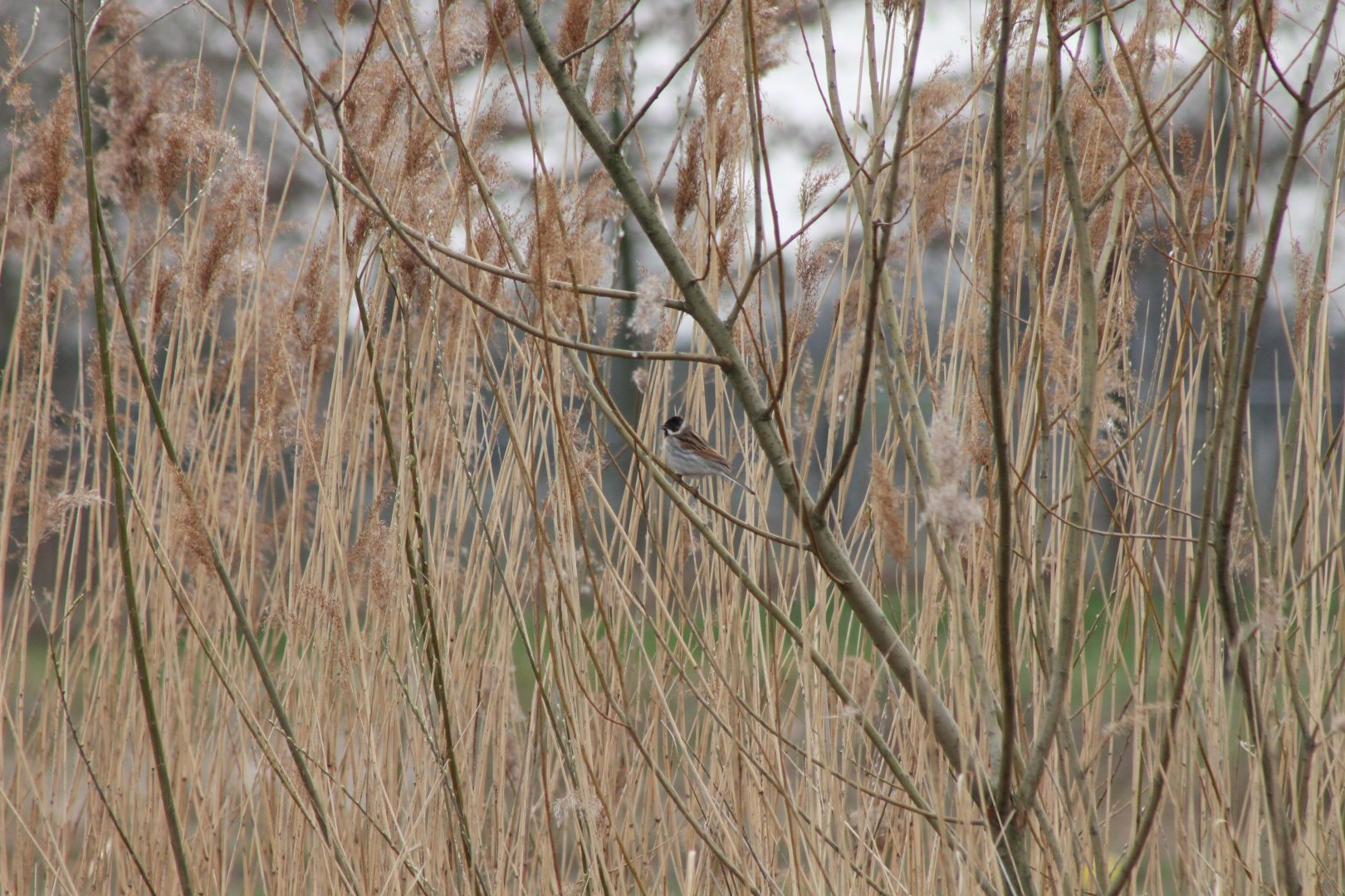 IMG_5154 Reed Bunting