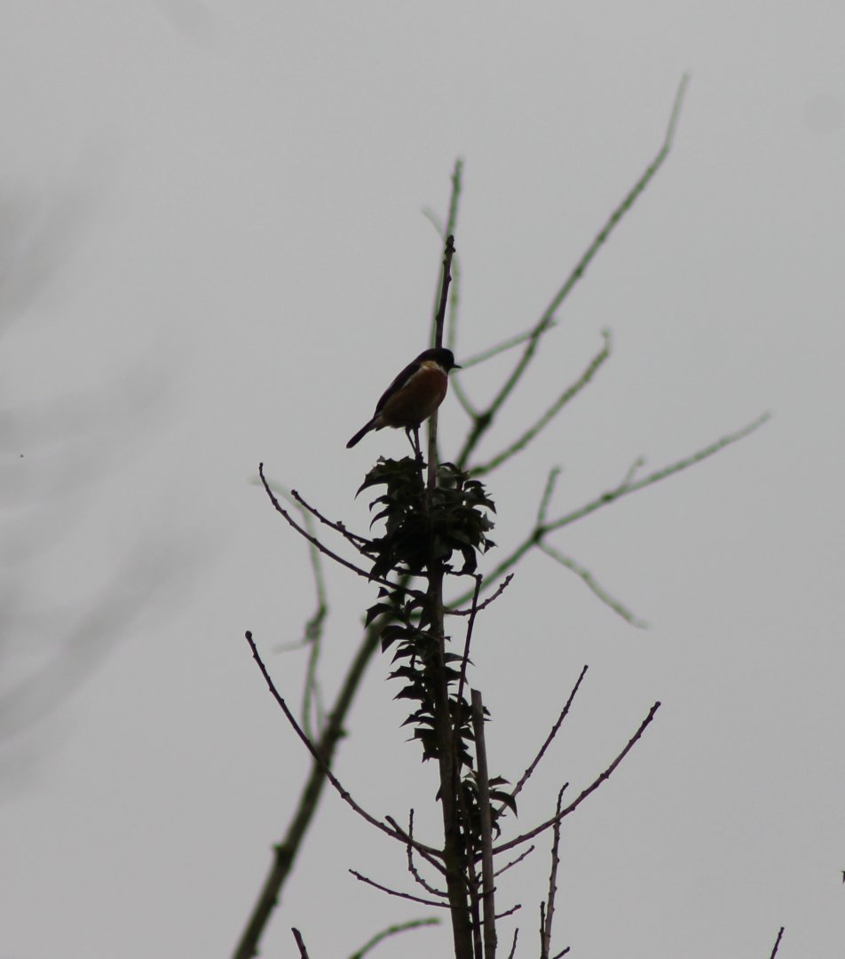 IMG_5164 Stonechat