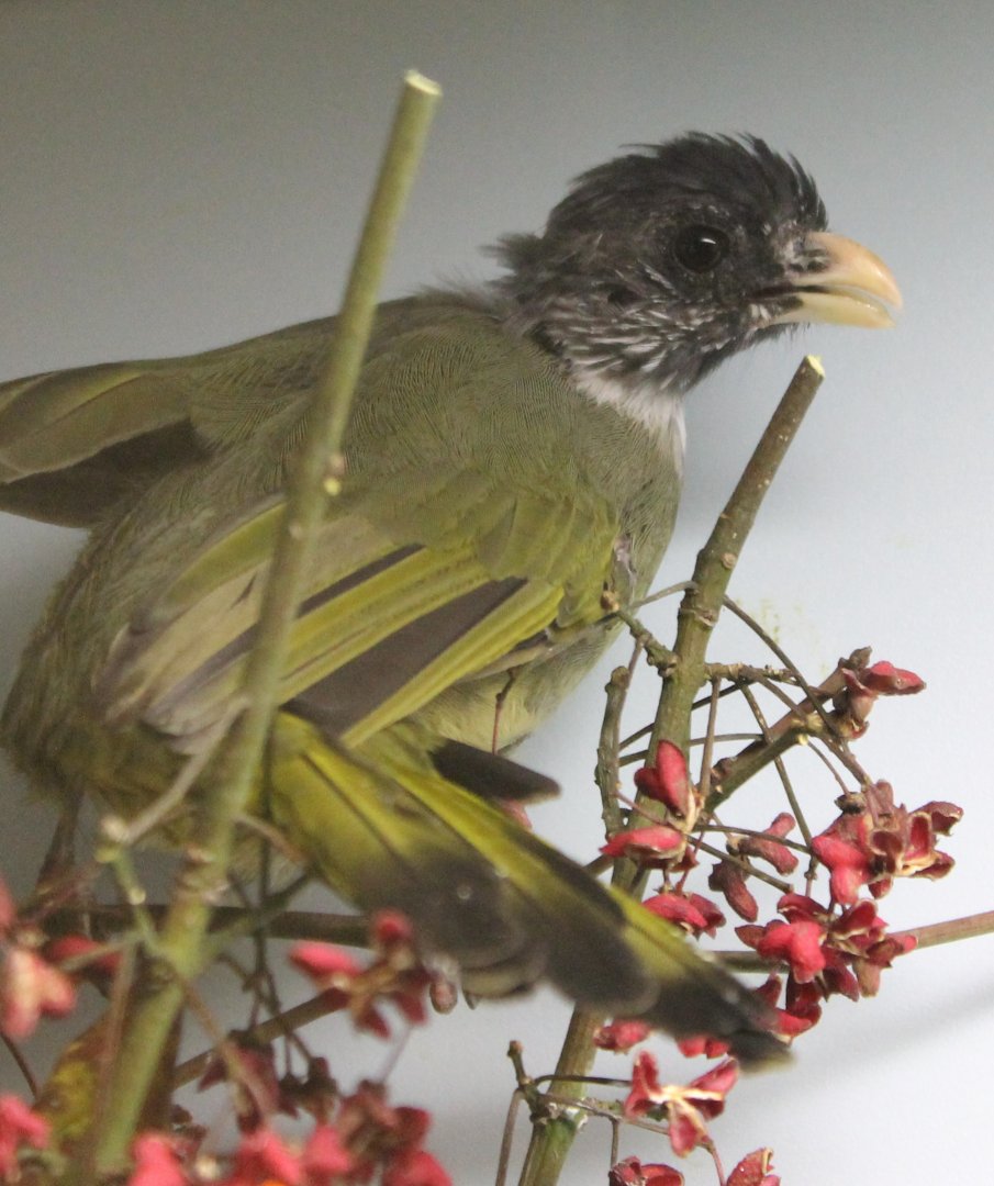 IMG_5977 Collared finchbill