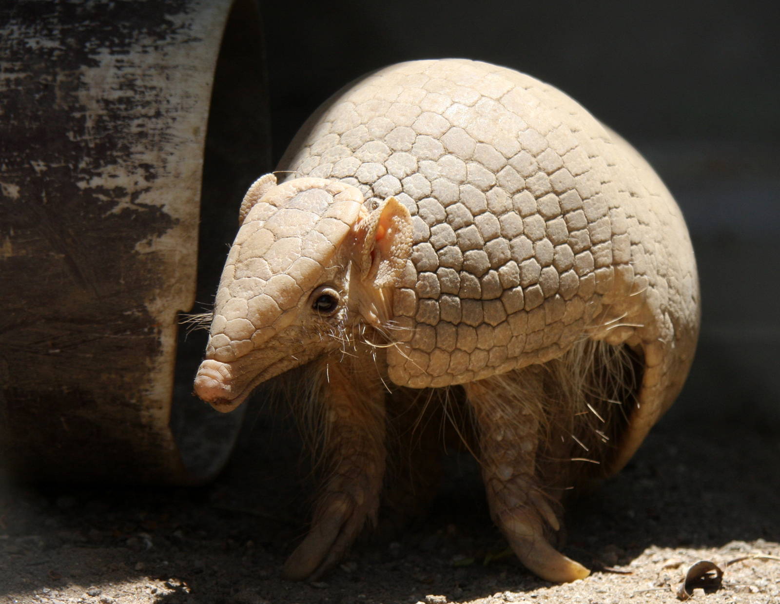 IMG_6101_JPG_cropped