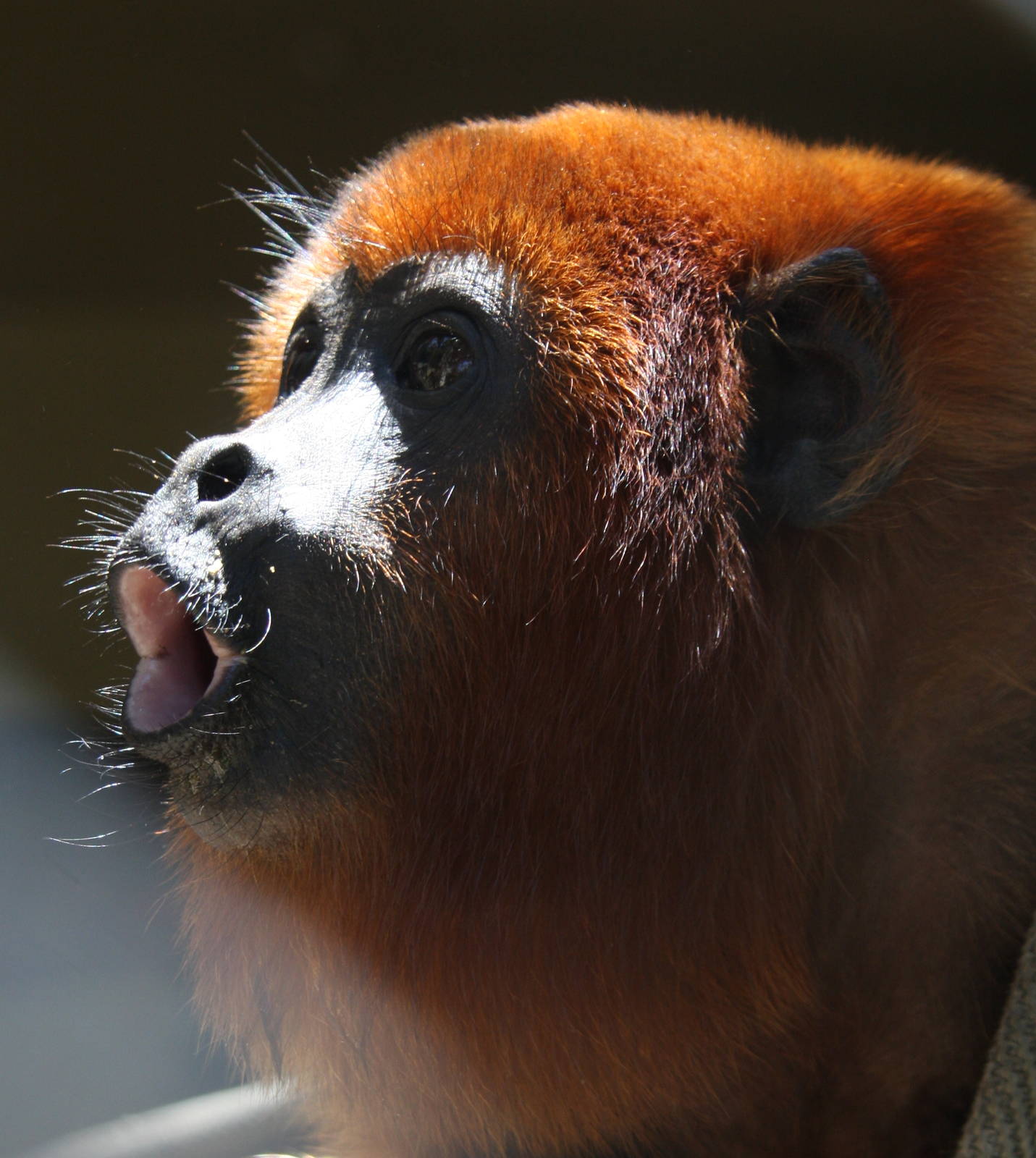 IMG_6105_JPG_cropped