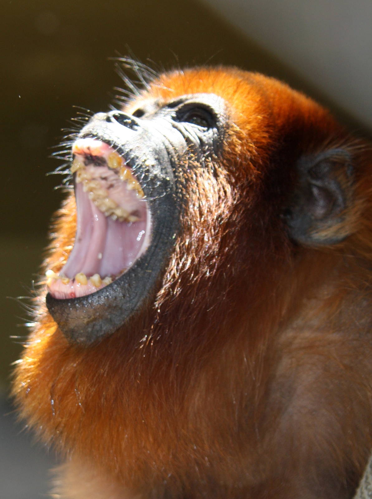 IMG_6107_JPG_cropped