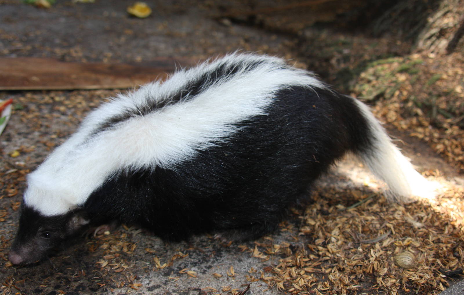 IMG_6208_JPG_cropped