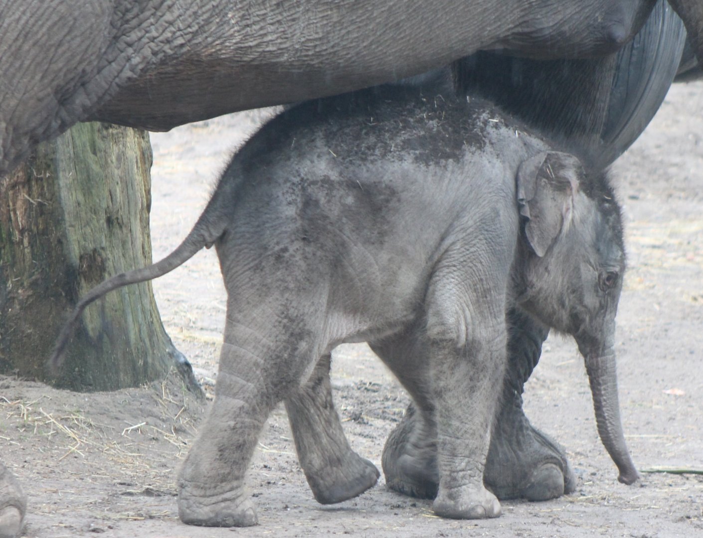 IMG_6287 Yunha  - baby Asian elephant  born March 25 2017