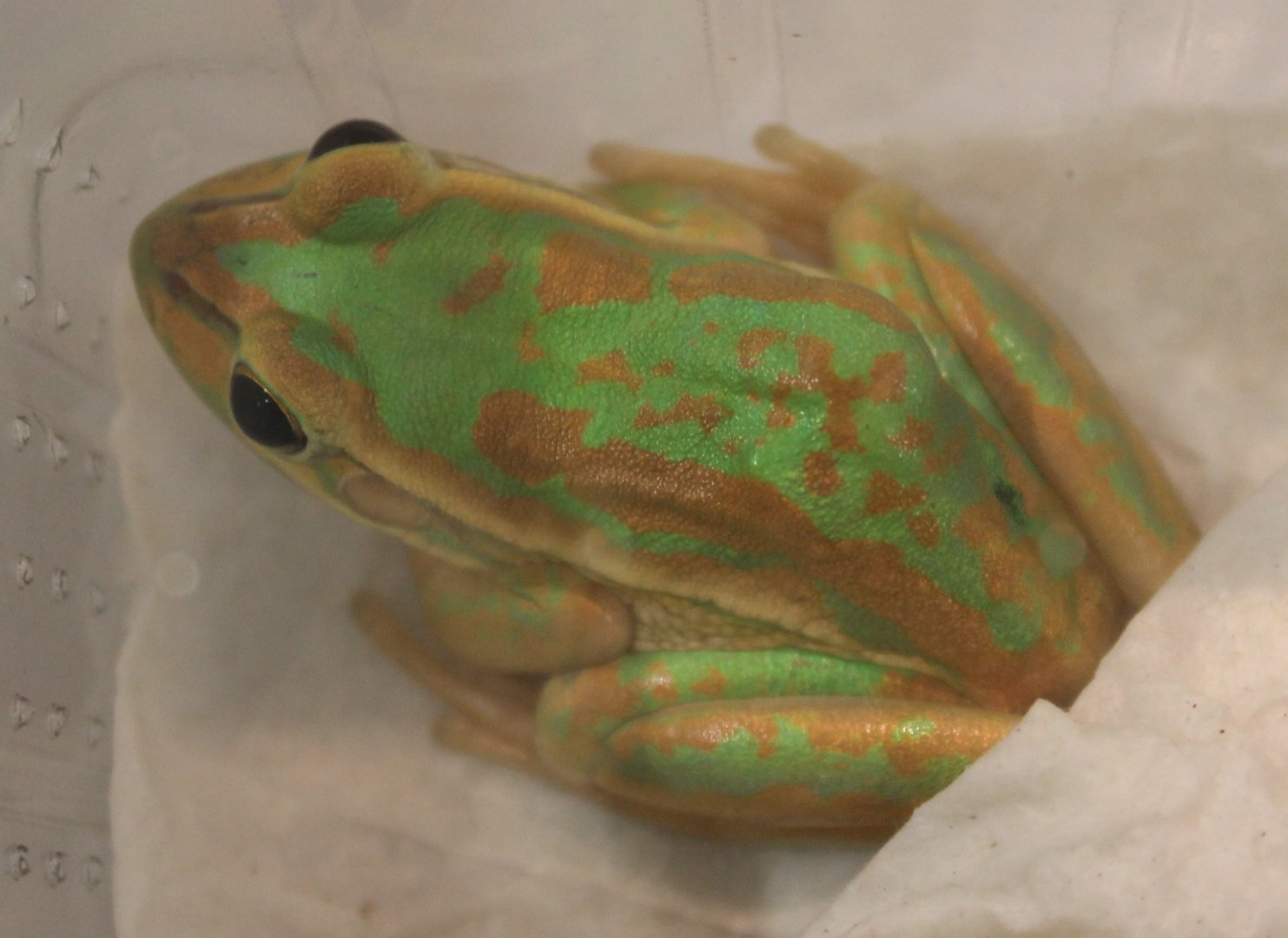 IMG_6946 Litoria aurea