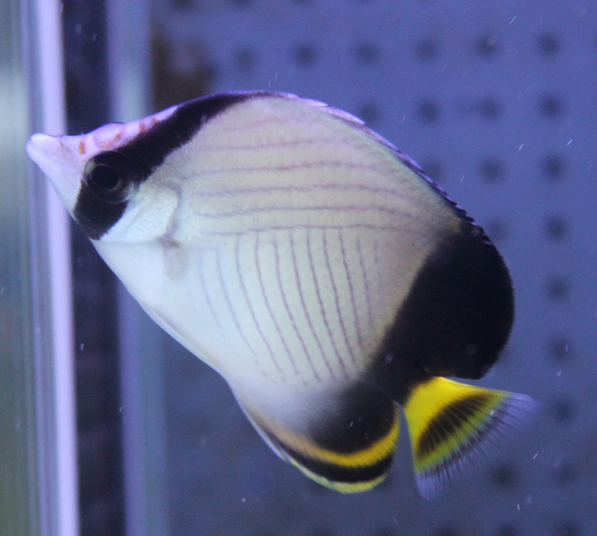 IMG_7372 Indian vagabund butterflyfish - Chaetodon decussatus