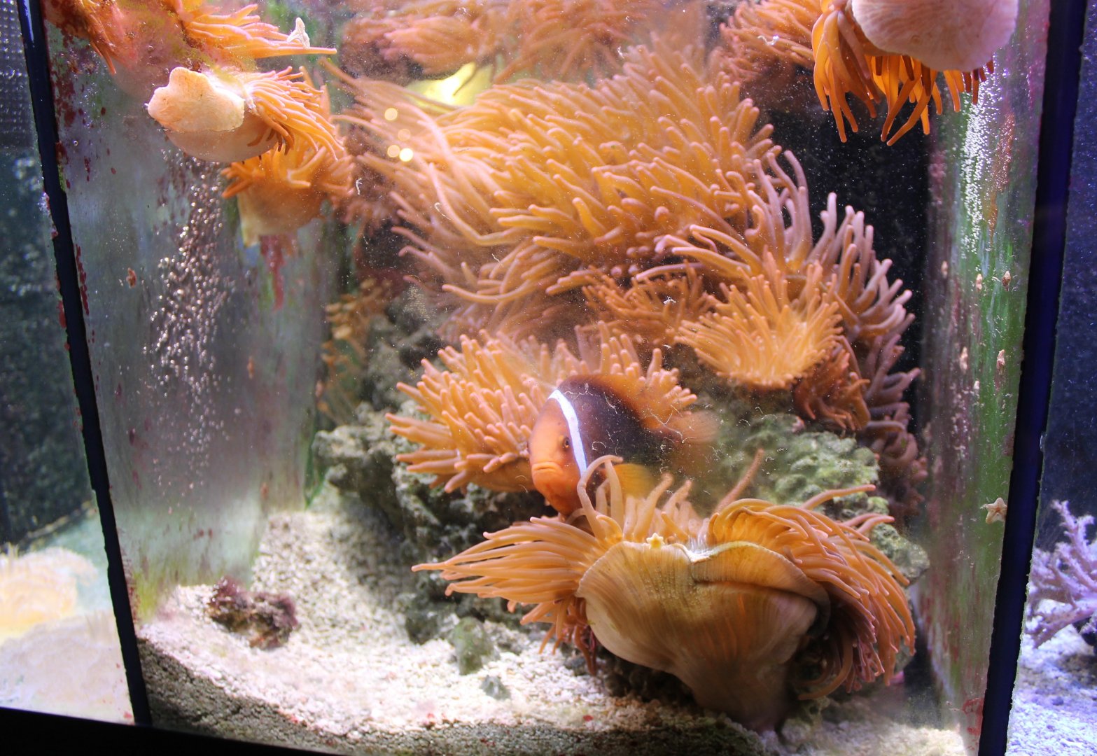 IMG_7774 Clown-fish Aquarium