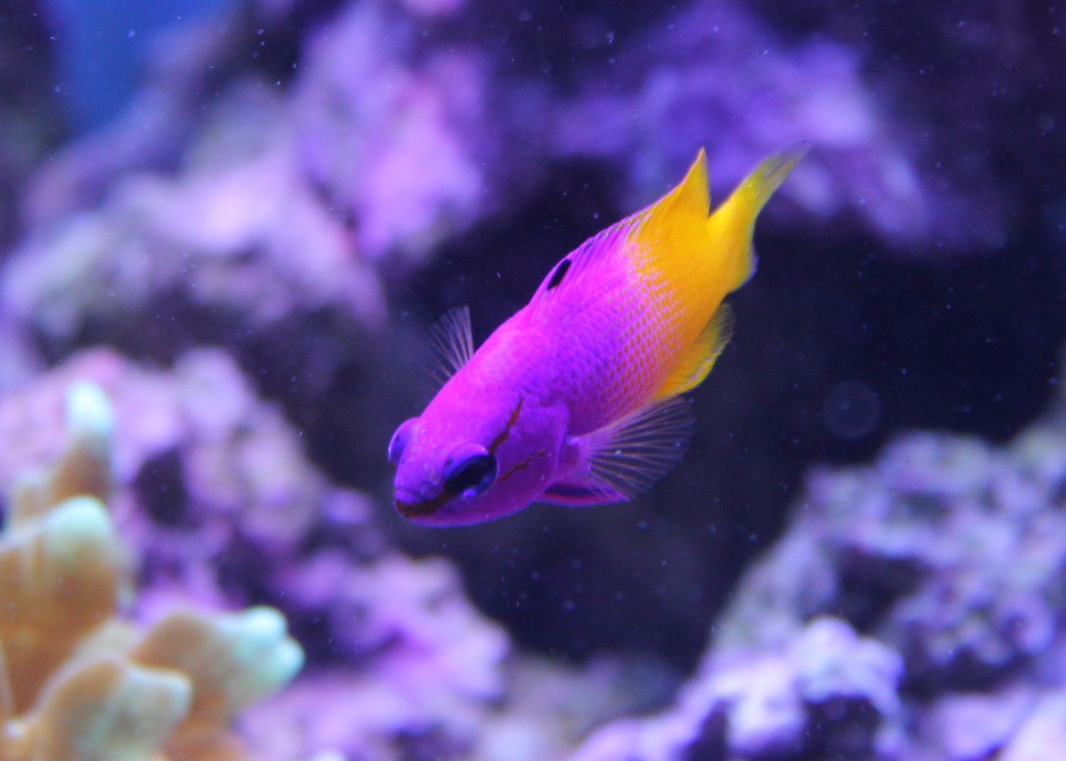 IMG_8661 Royal Gramma