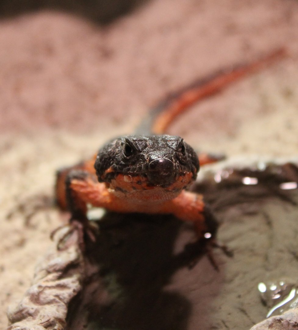 IMG_9497 Gorongosa girdled lizard