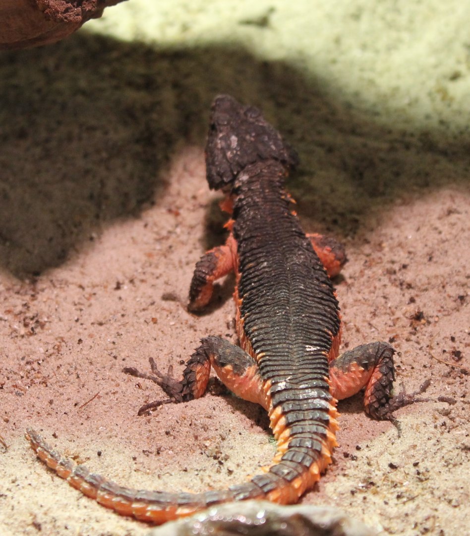 IMG_9498 Gorongosa girdled lizard