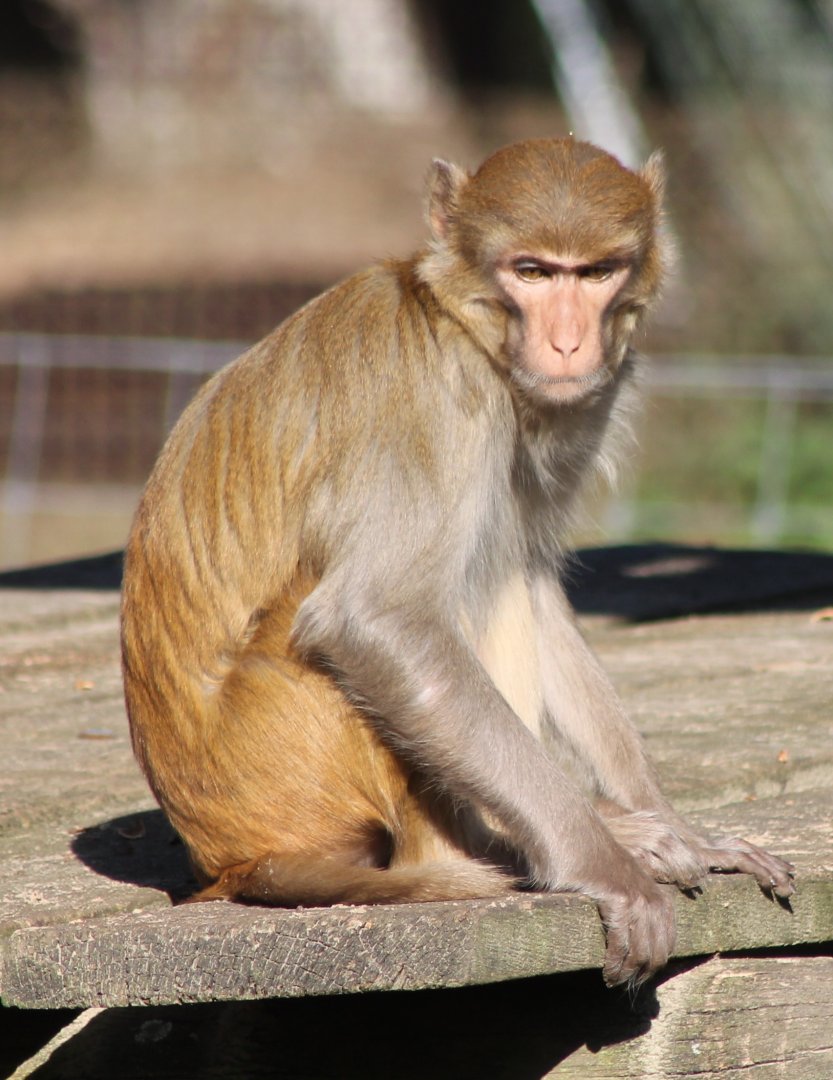 IMG_9816 Rhesus monkey