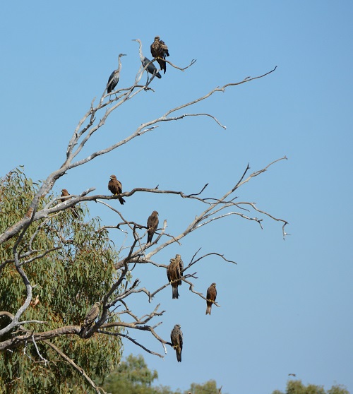 Imm. Black kites with imm. Pacific herons