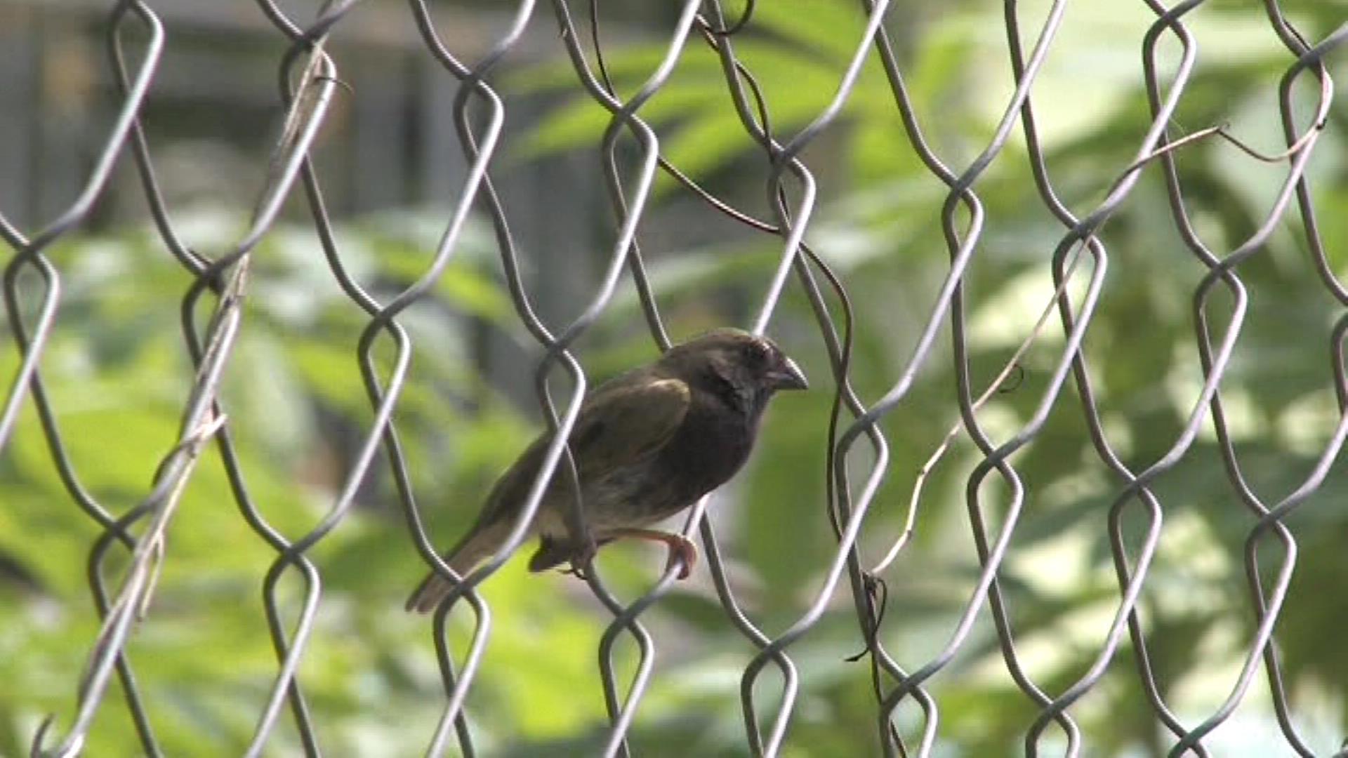 Imm. blue-black grassquit