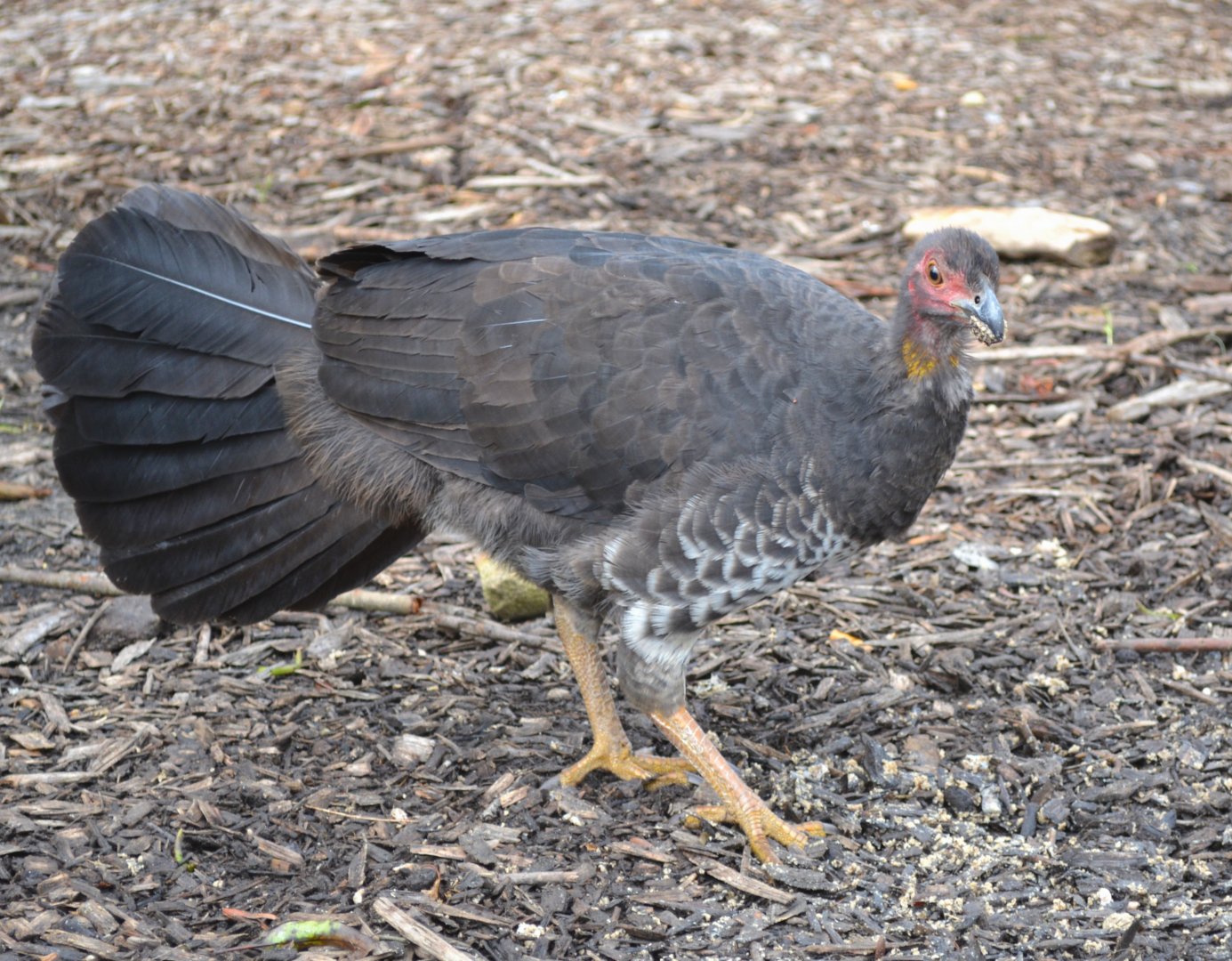 Imm. Brush turkey