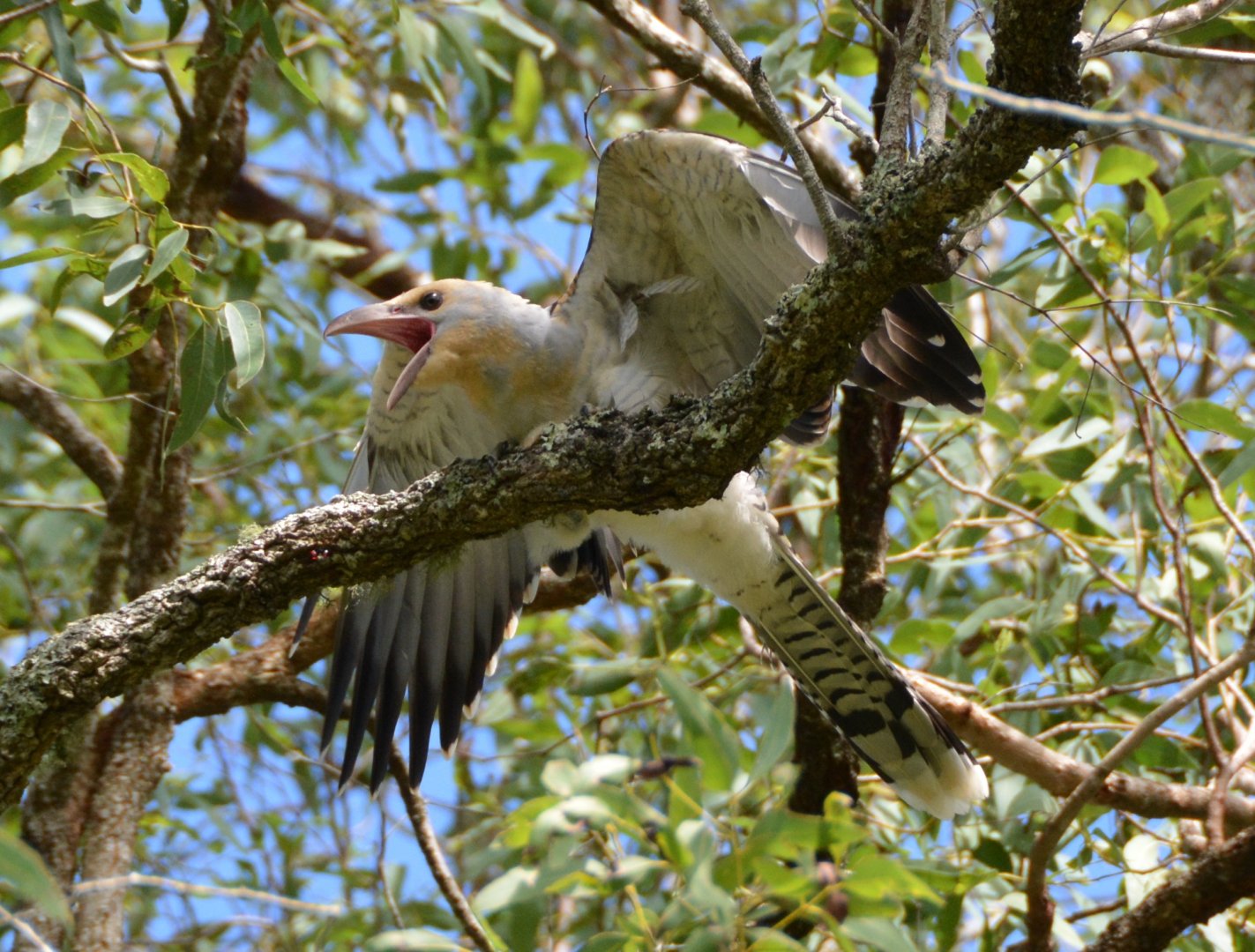 Imm. Channel-billed cuckoo 2