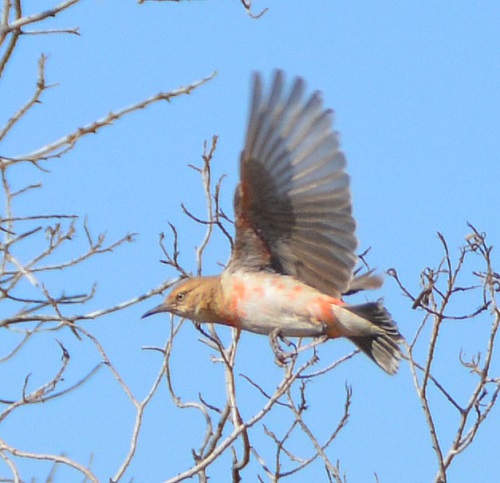 Imm. male crimson chat in flight.