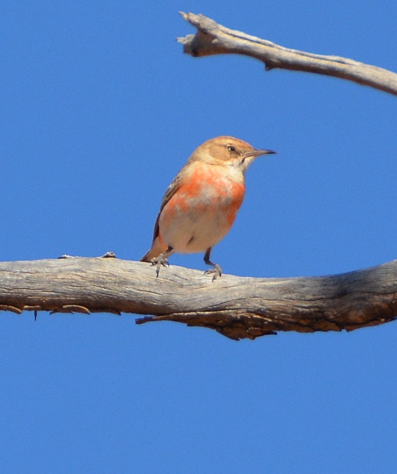 Imm. male crimson chat