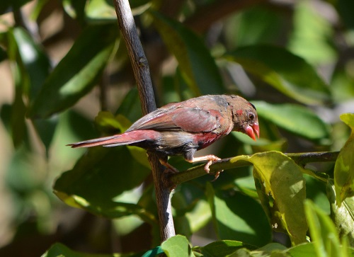 Imm, male crimson finch