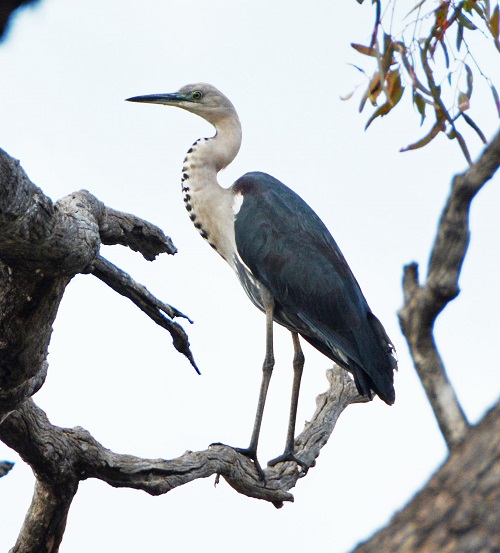 Imm. Pacific heron
