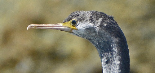Imm. Pied cormorant portrait.
