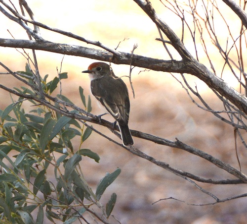 Imm. Red-capped robin